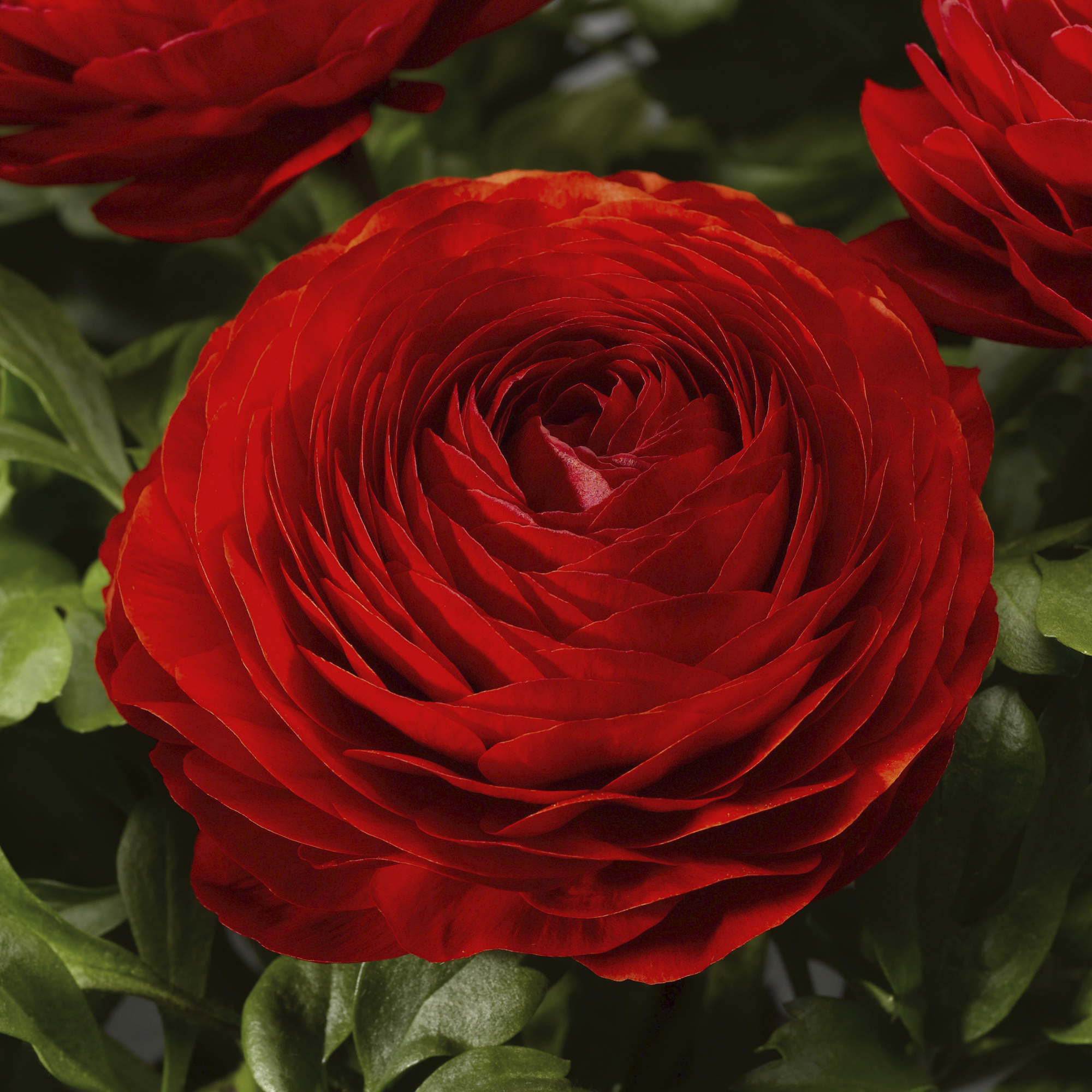 Magic™ Red