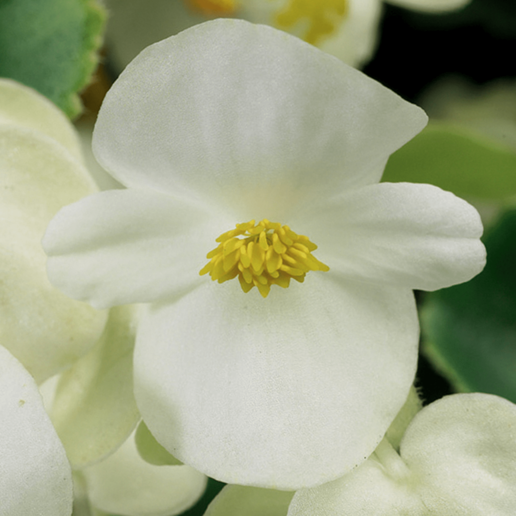 Eureka™ Green Leaf White