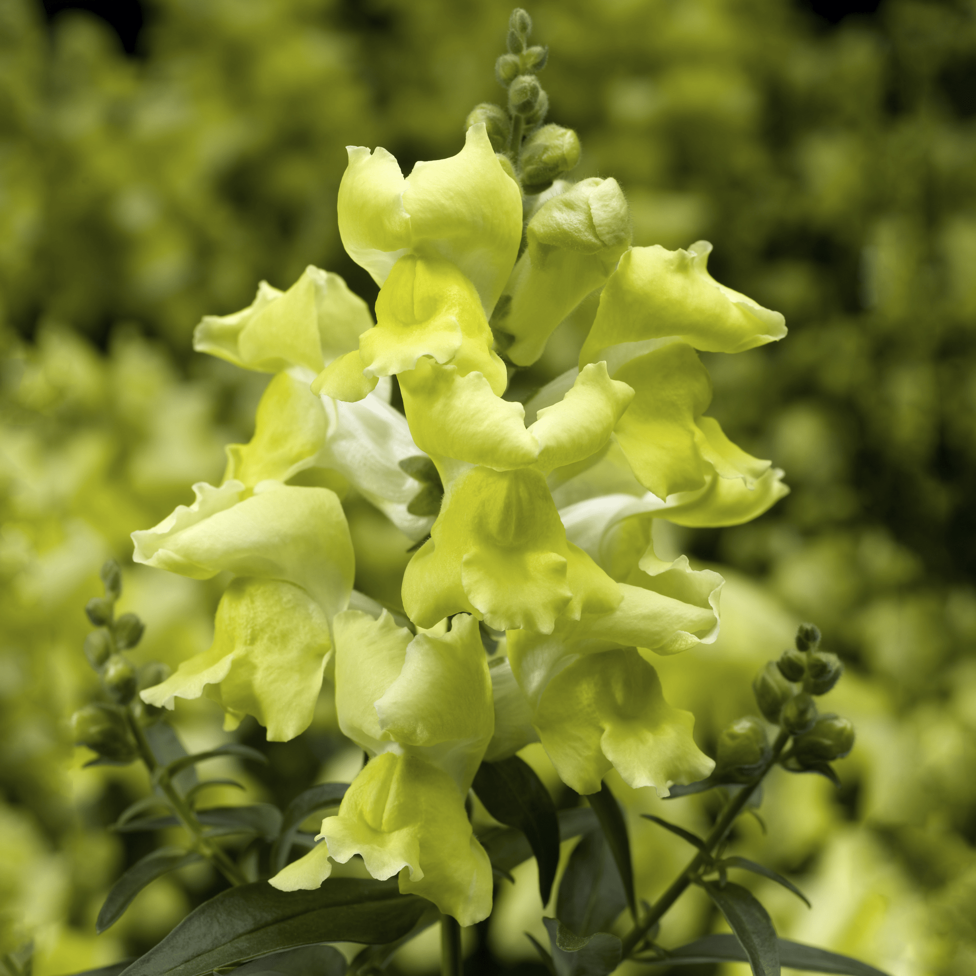 Snaptini™ Yellow