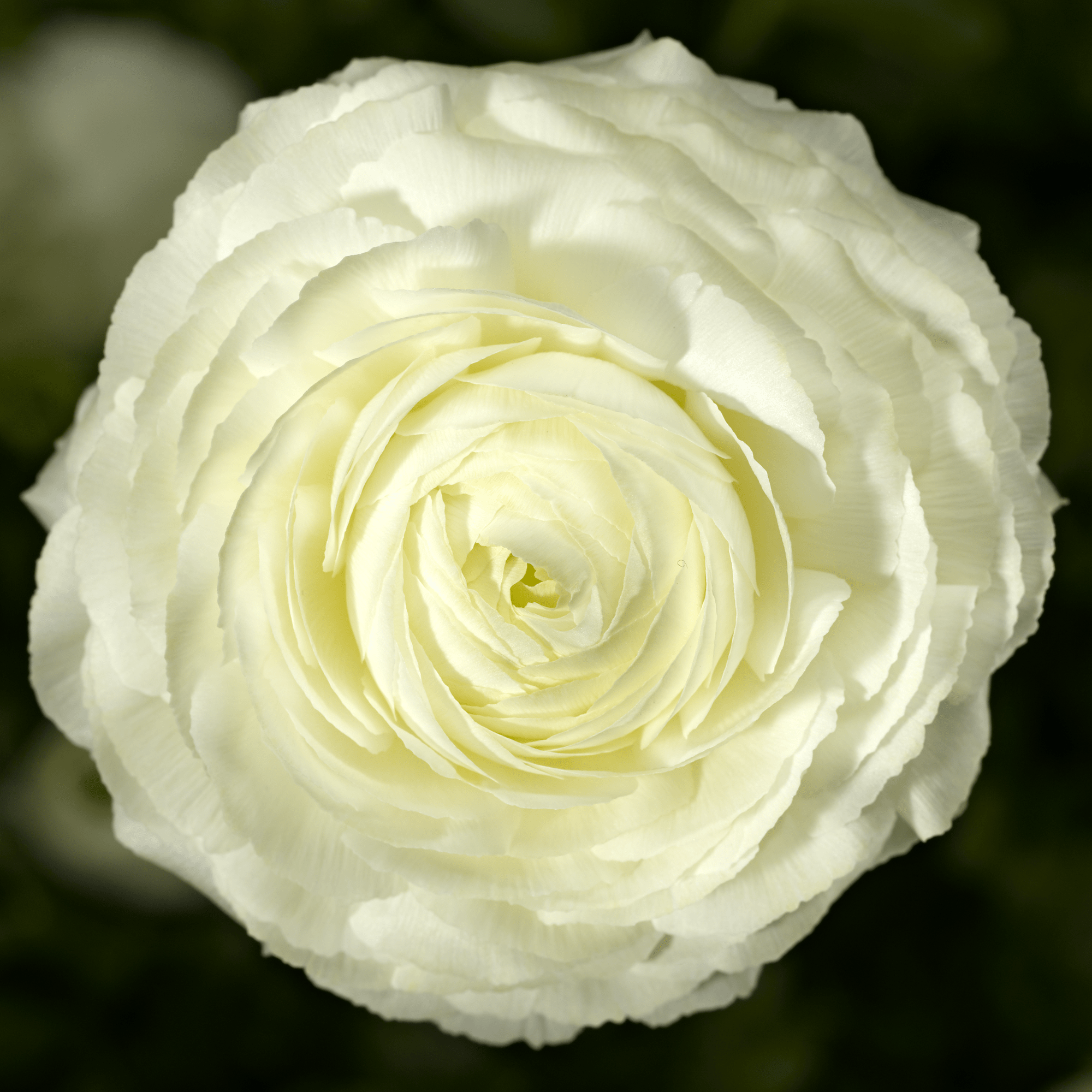 Magic™ White