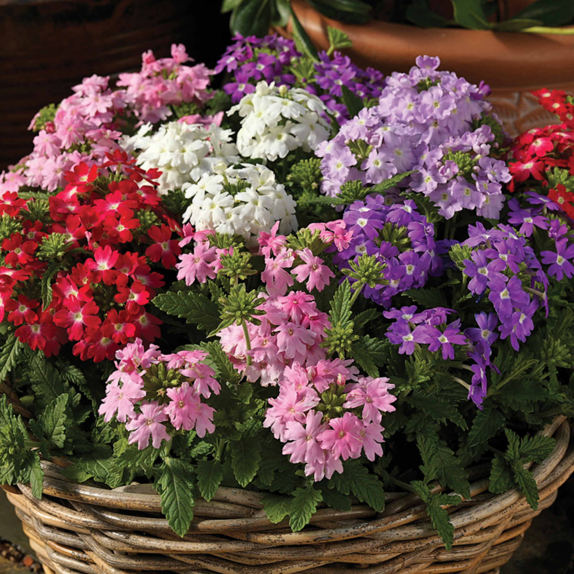 Obsession™ Coral with Eye | Syngenta Flowers