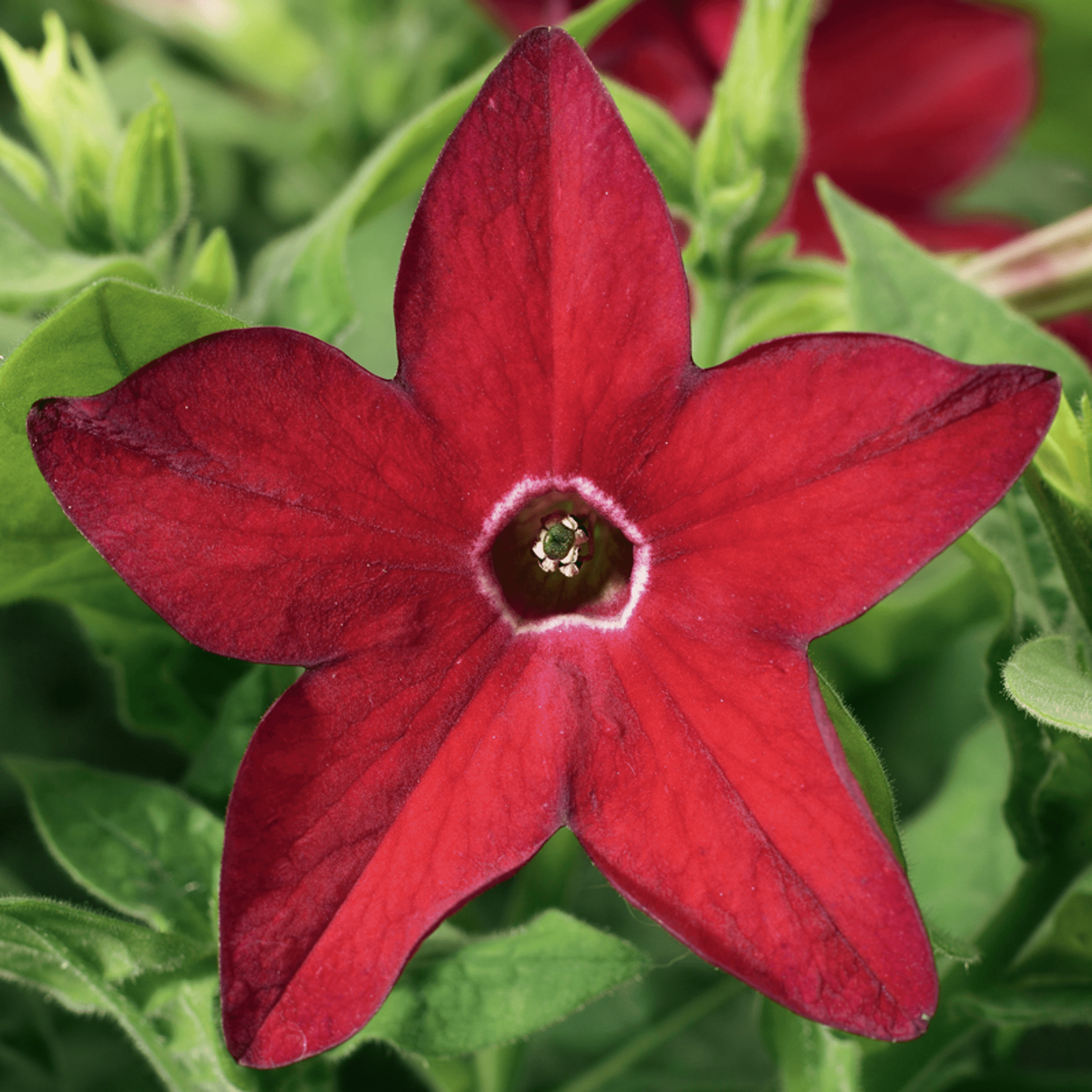 Saratoga™ Red