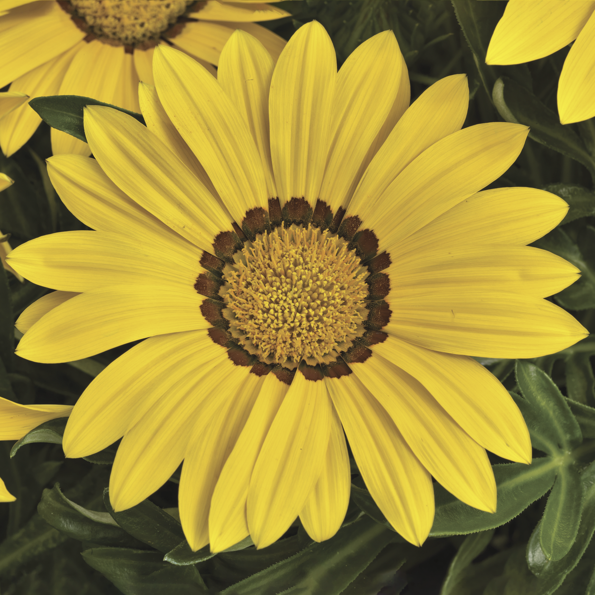 Big Kiss™ Yellow