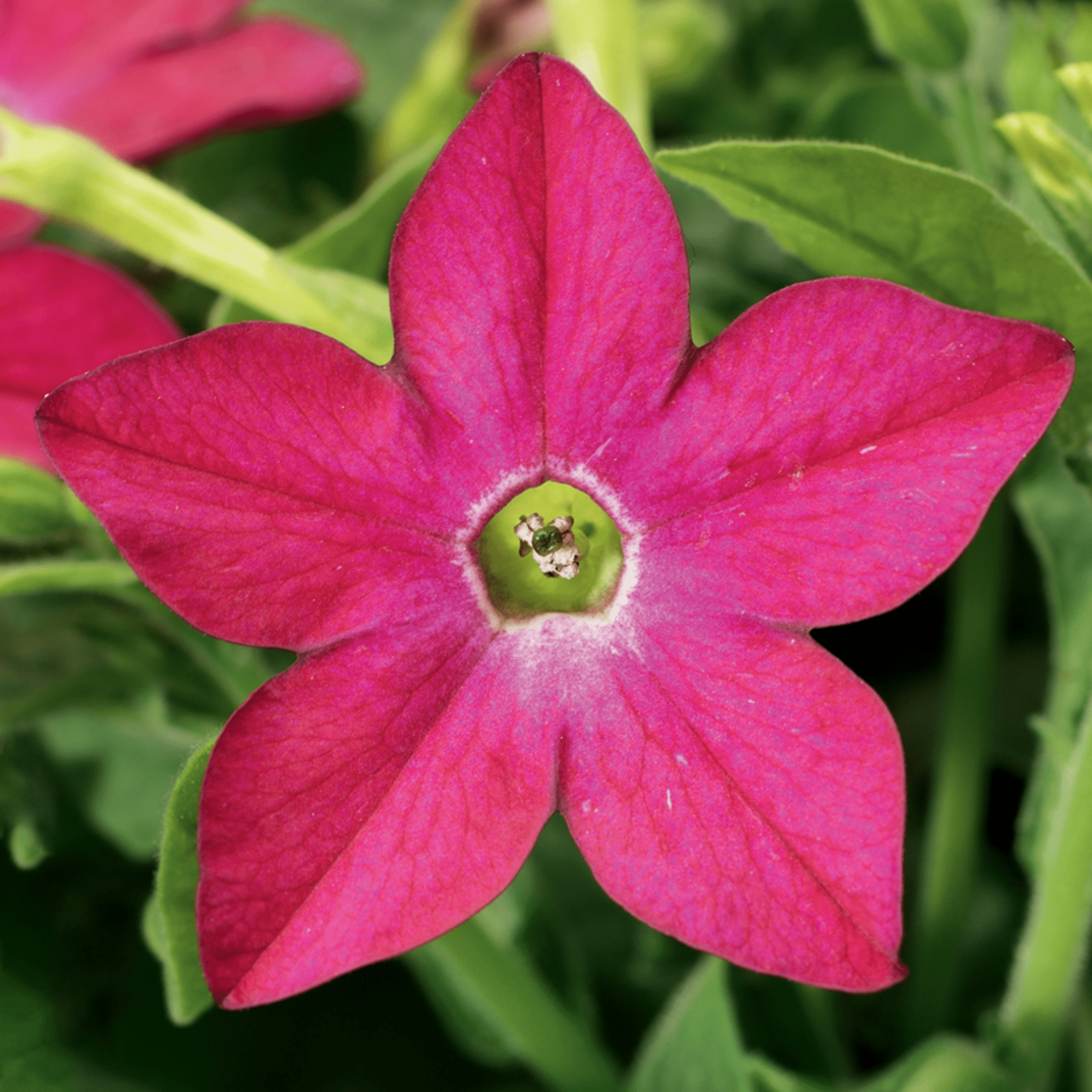 Saratoga™ Rose