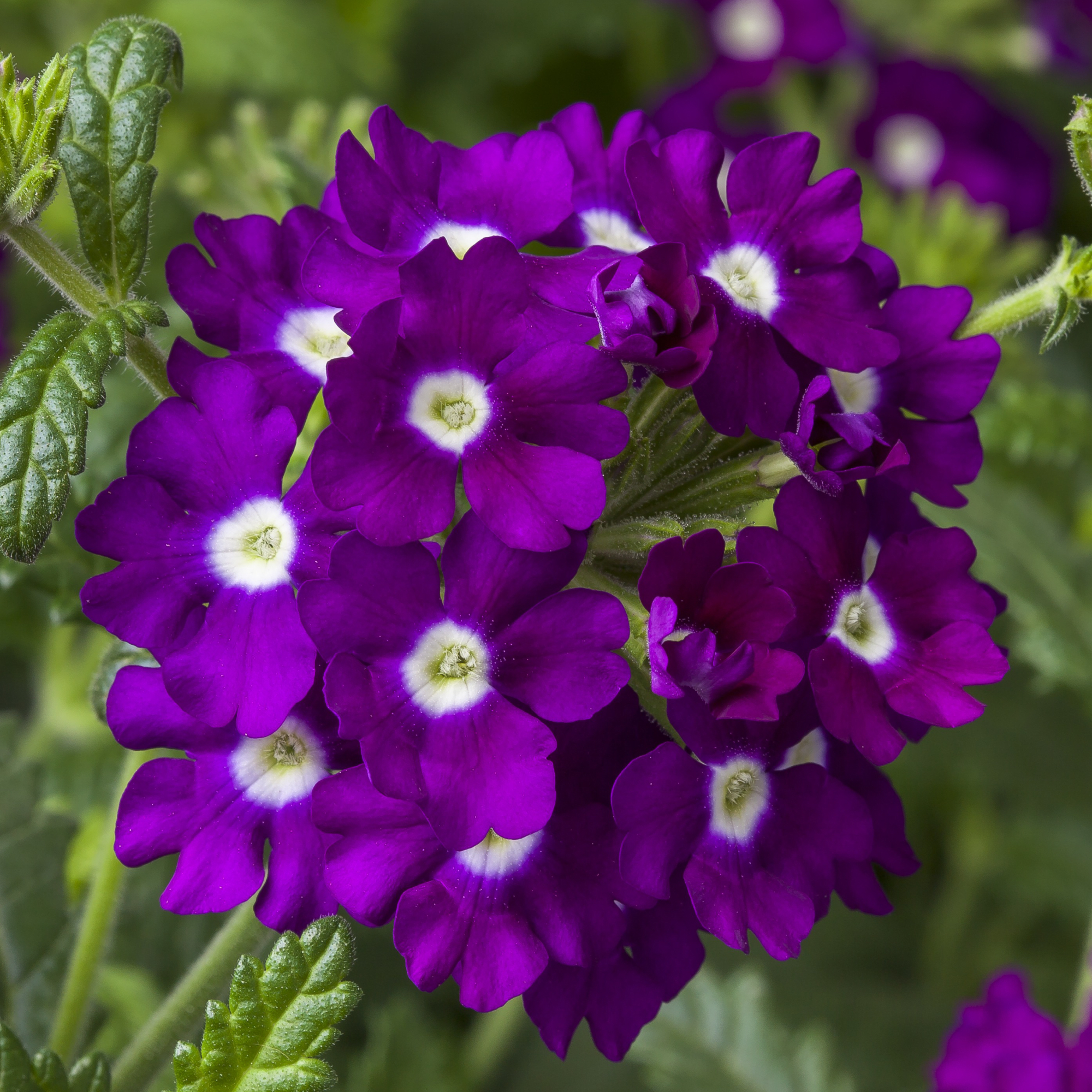 Obsession™ Cascade Purple Shades with Eye