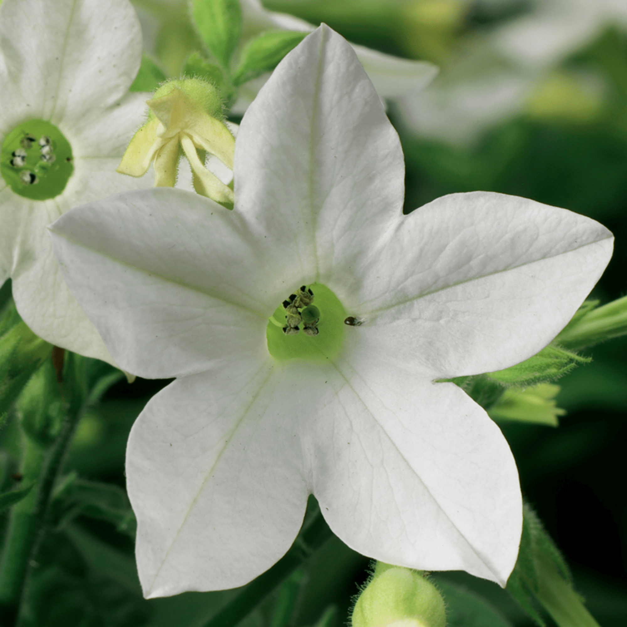 Saratoga™ White