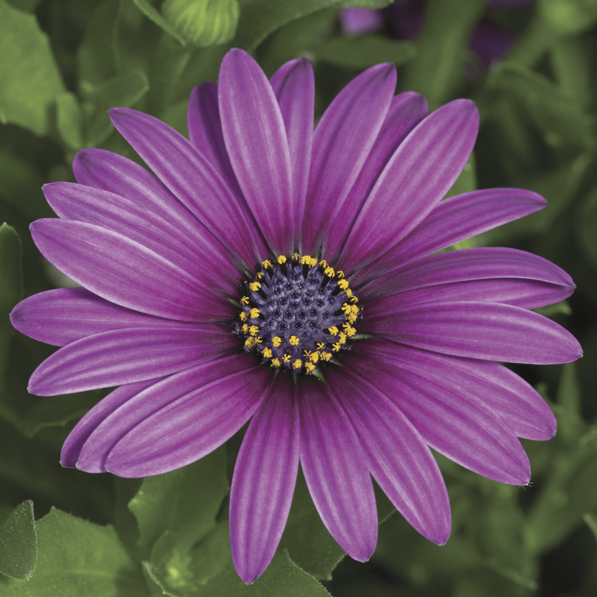 Asti™ Purple