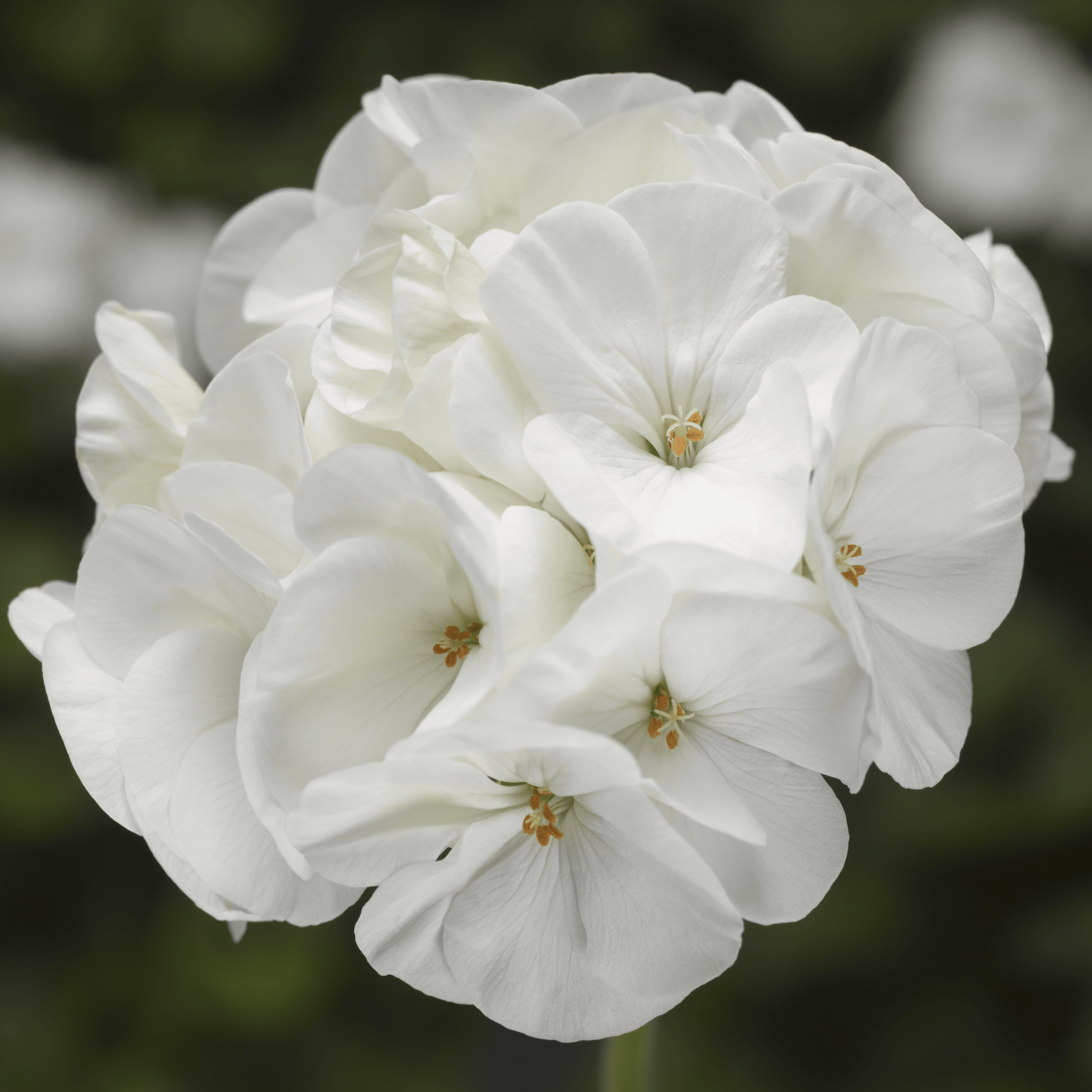 Pinto™ Premium White