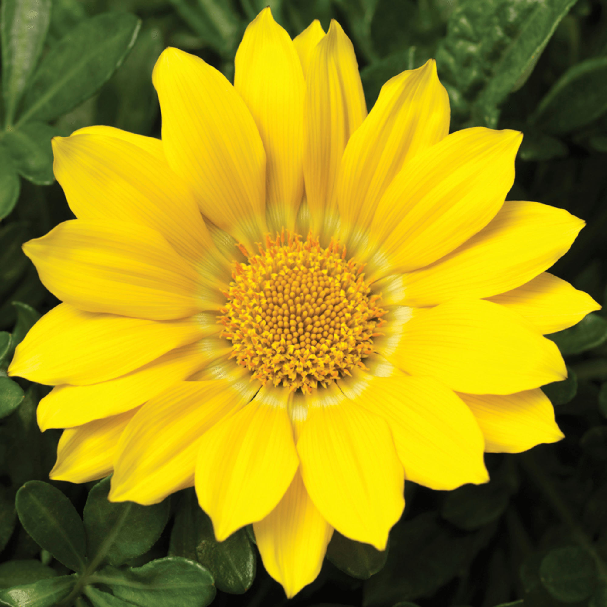 Gazoo™ Clear Yellow