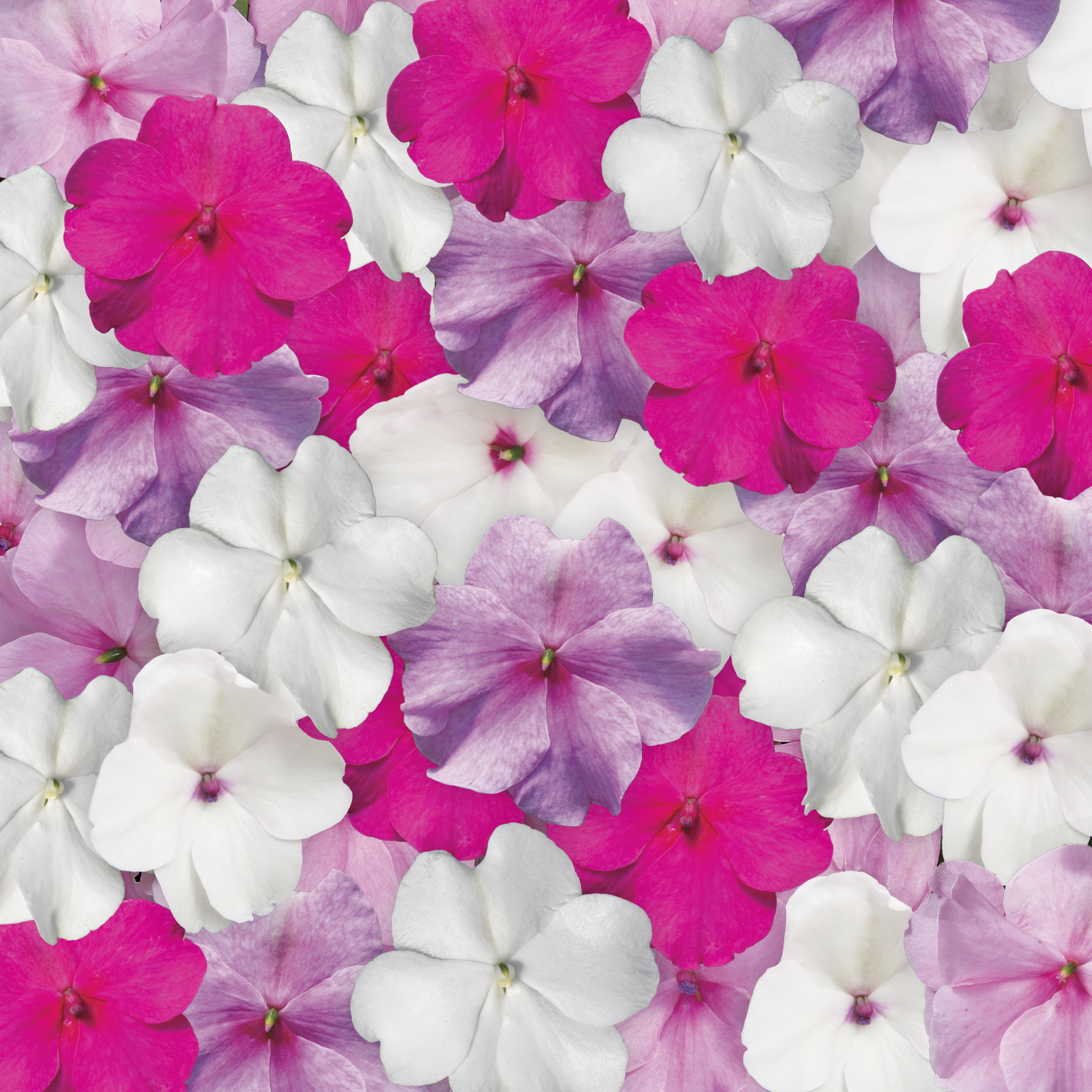 Accent™ Premium Pastel Mix