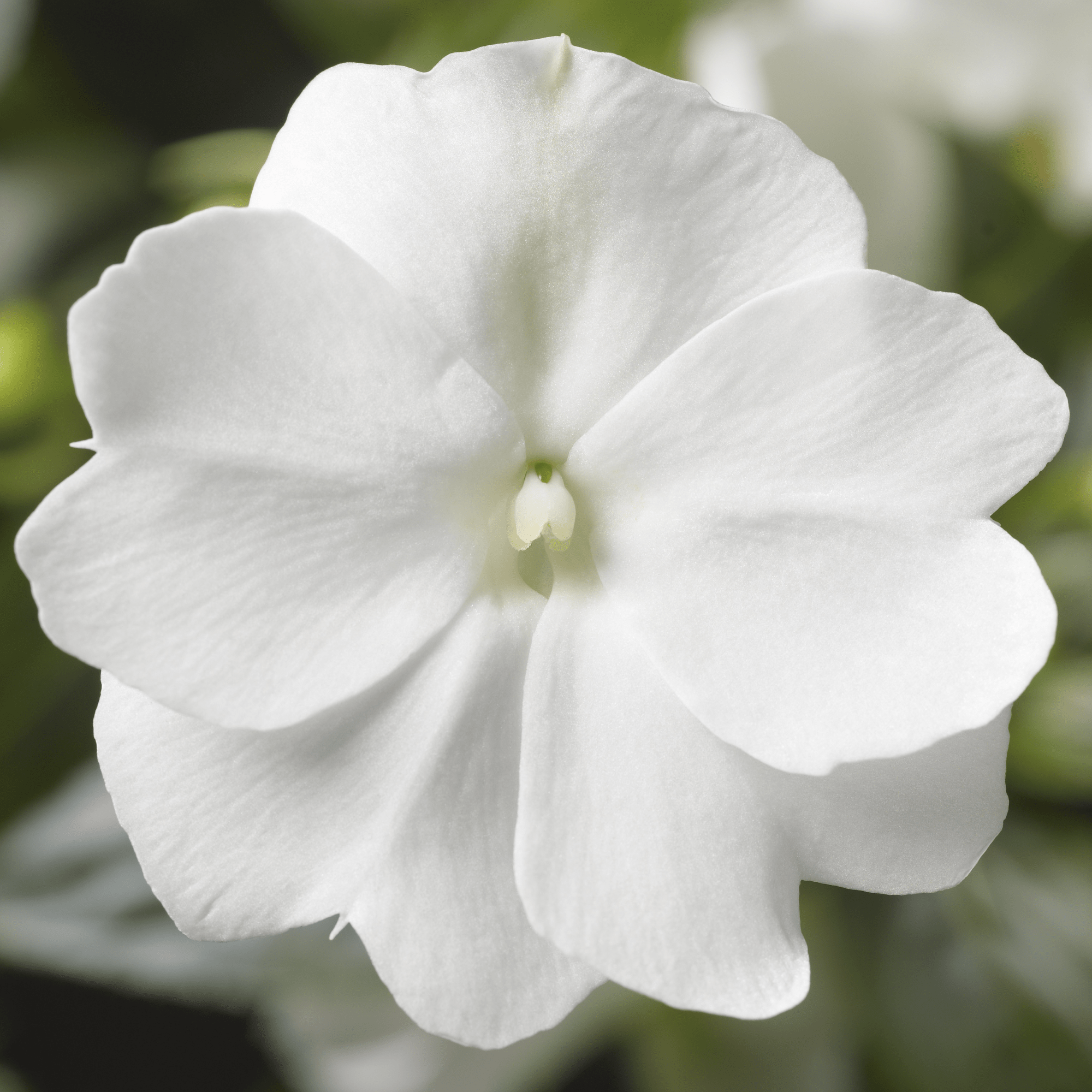 Florific® White