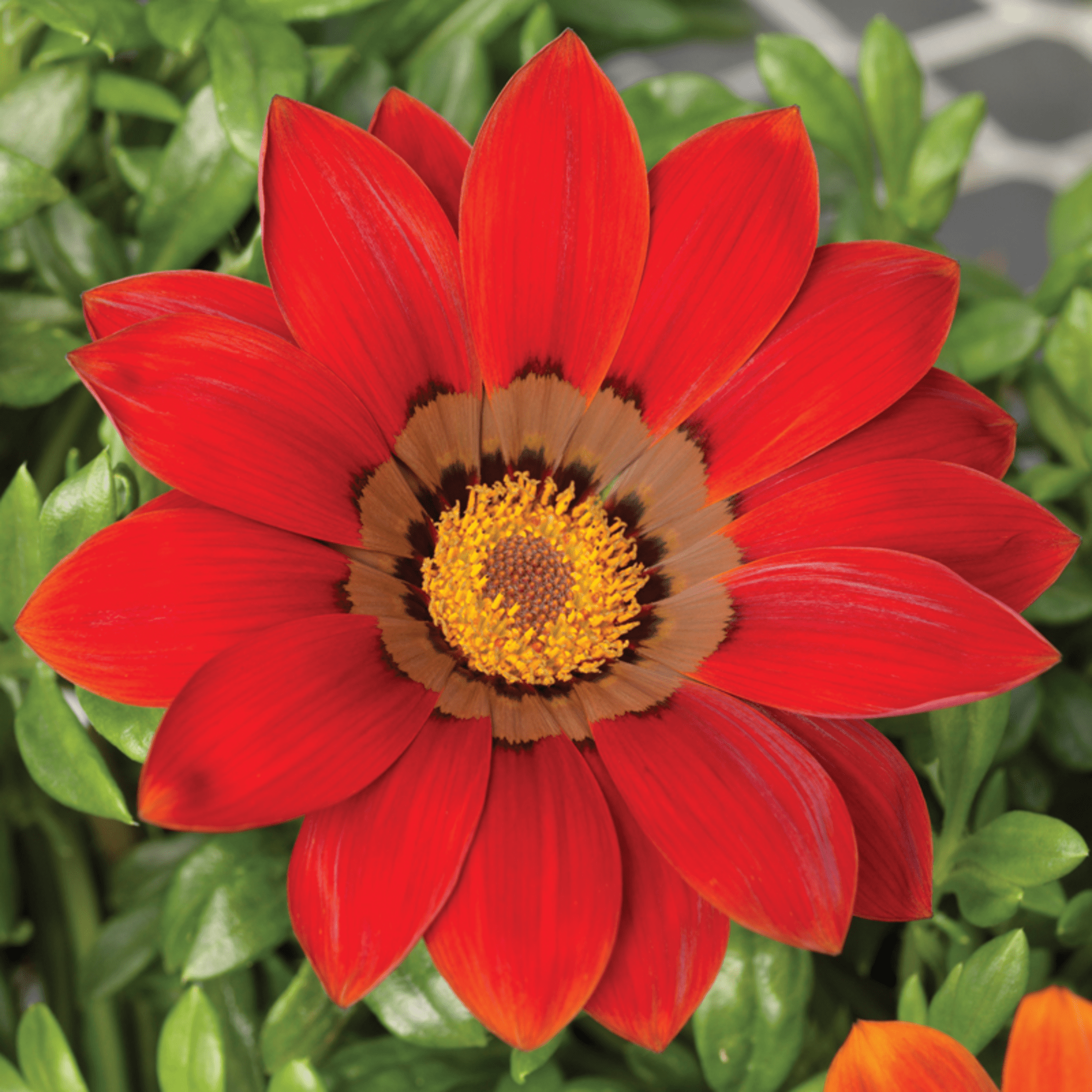 Gazoo™ Red with Ring