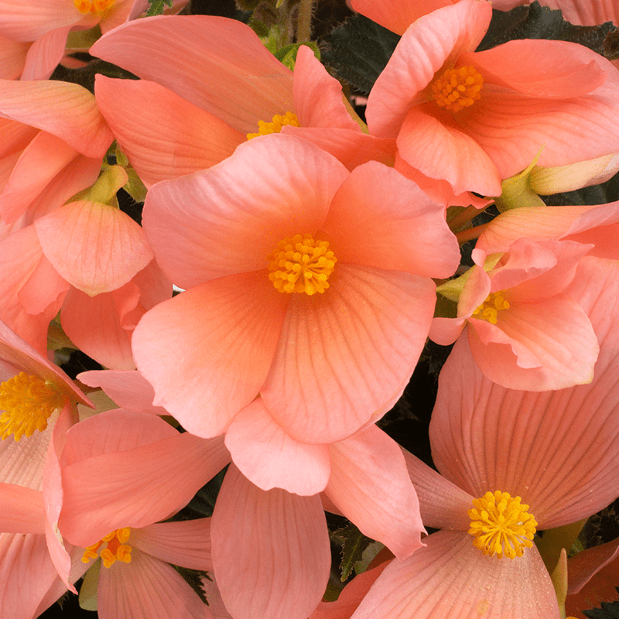 70091479-flower.png