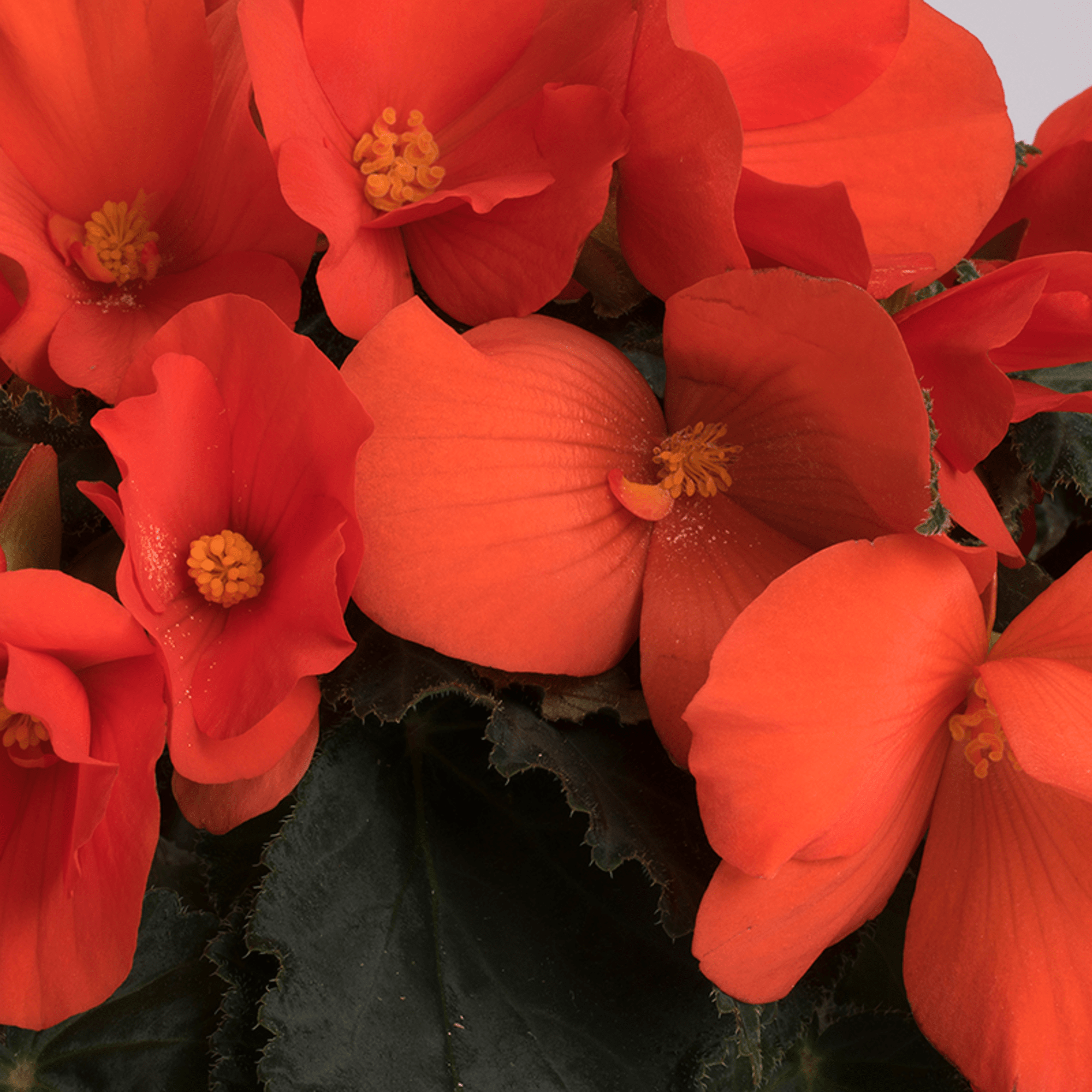 70091480-flower.png