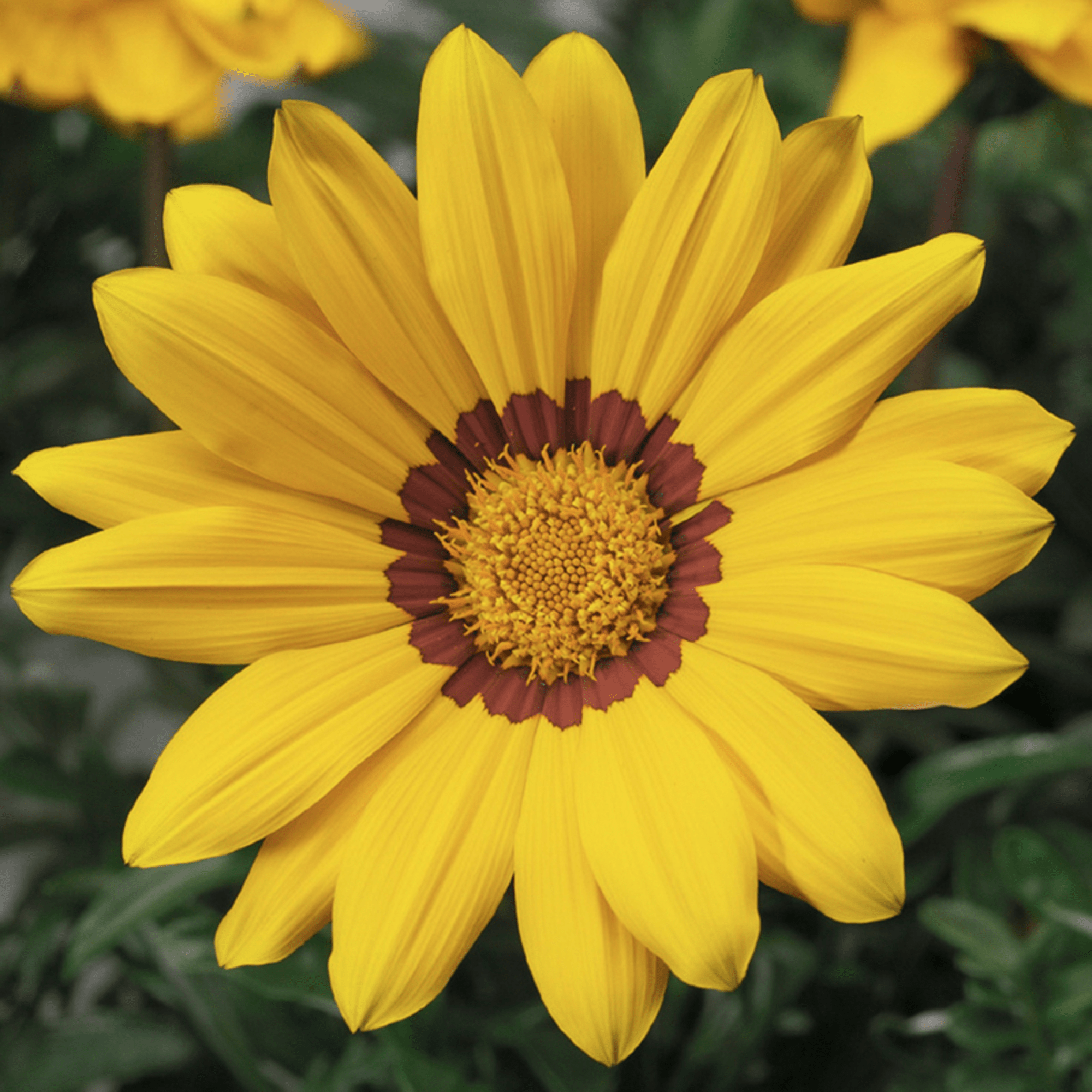 Gazoo™ Yellow with Ring