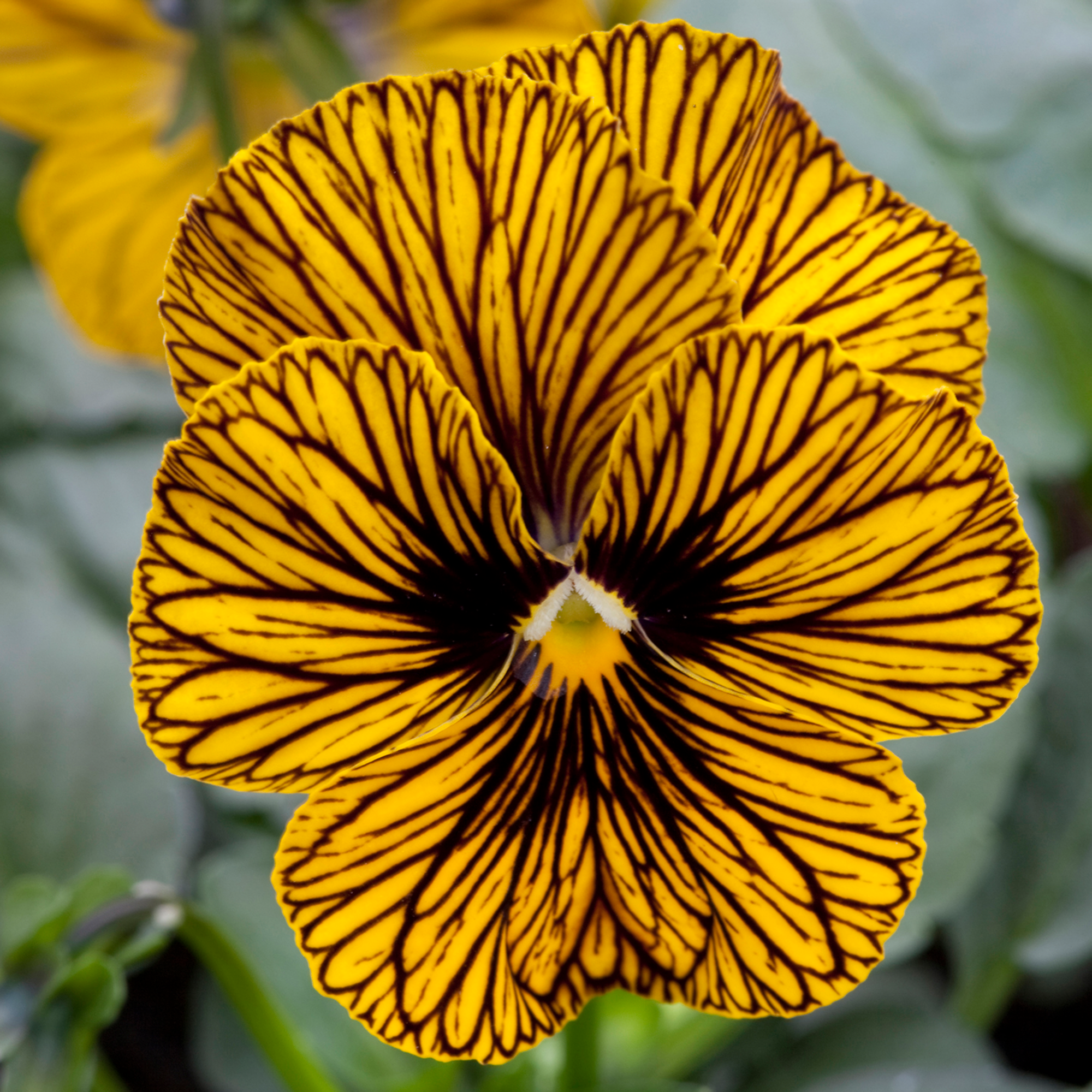 Tiger Eye™ Yellow