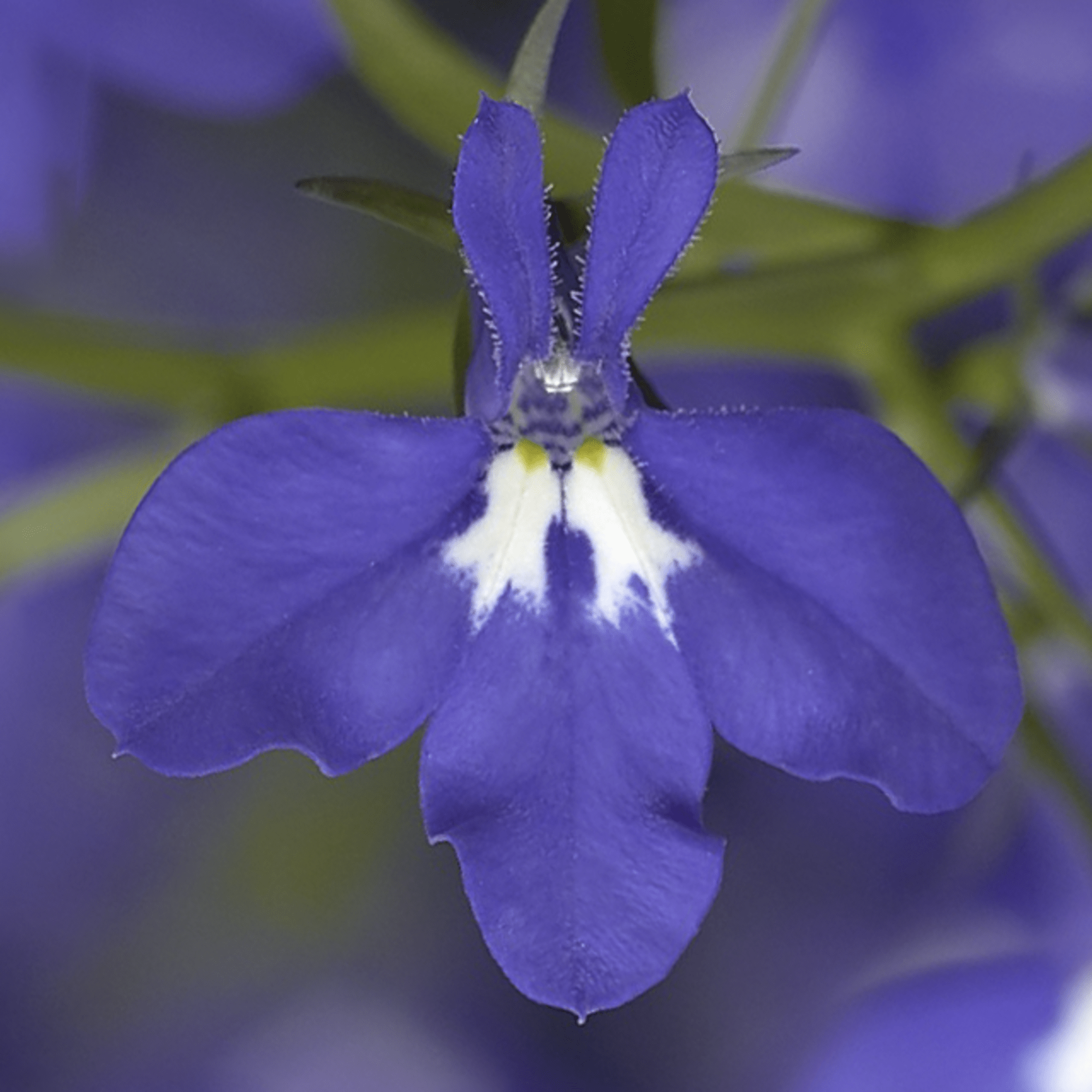 Techno® Upright Cobalt Blue