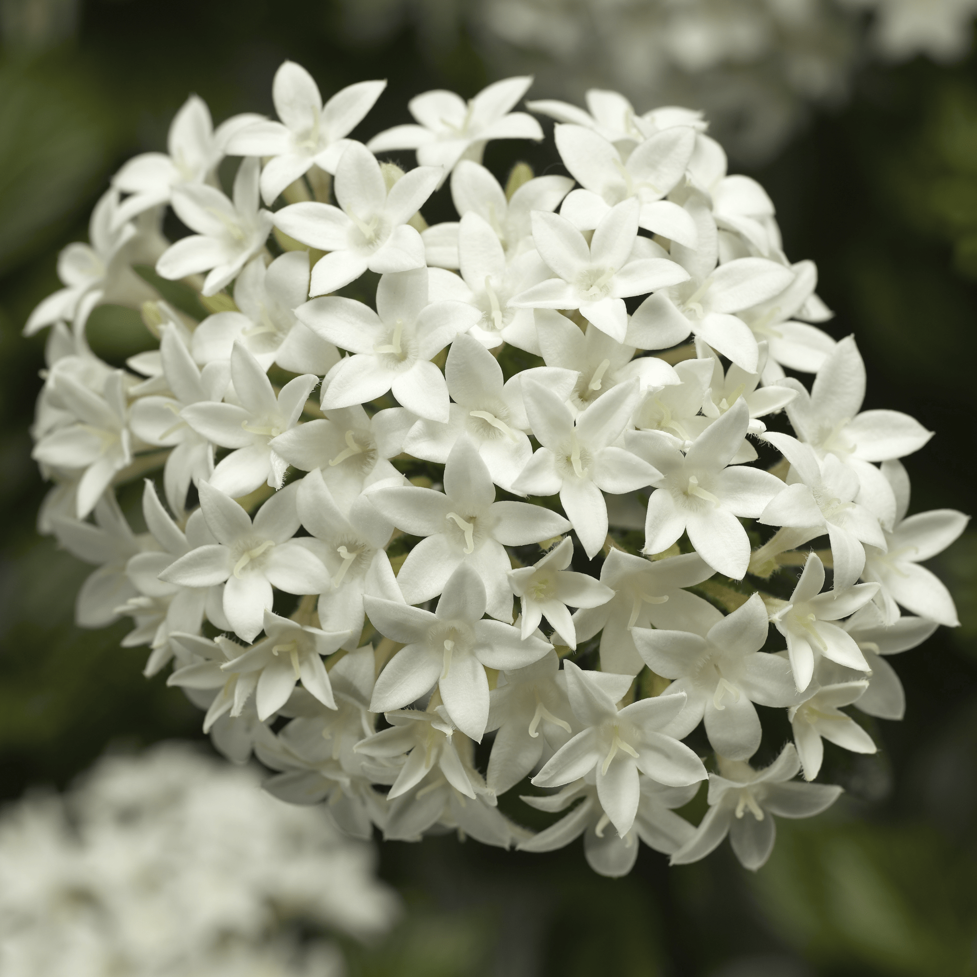 HoneyCluster™ White