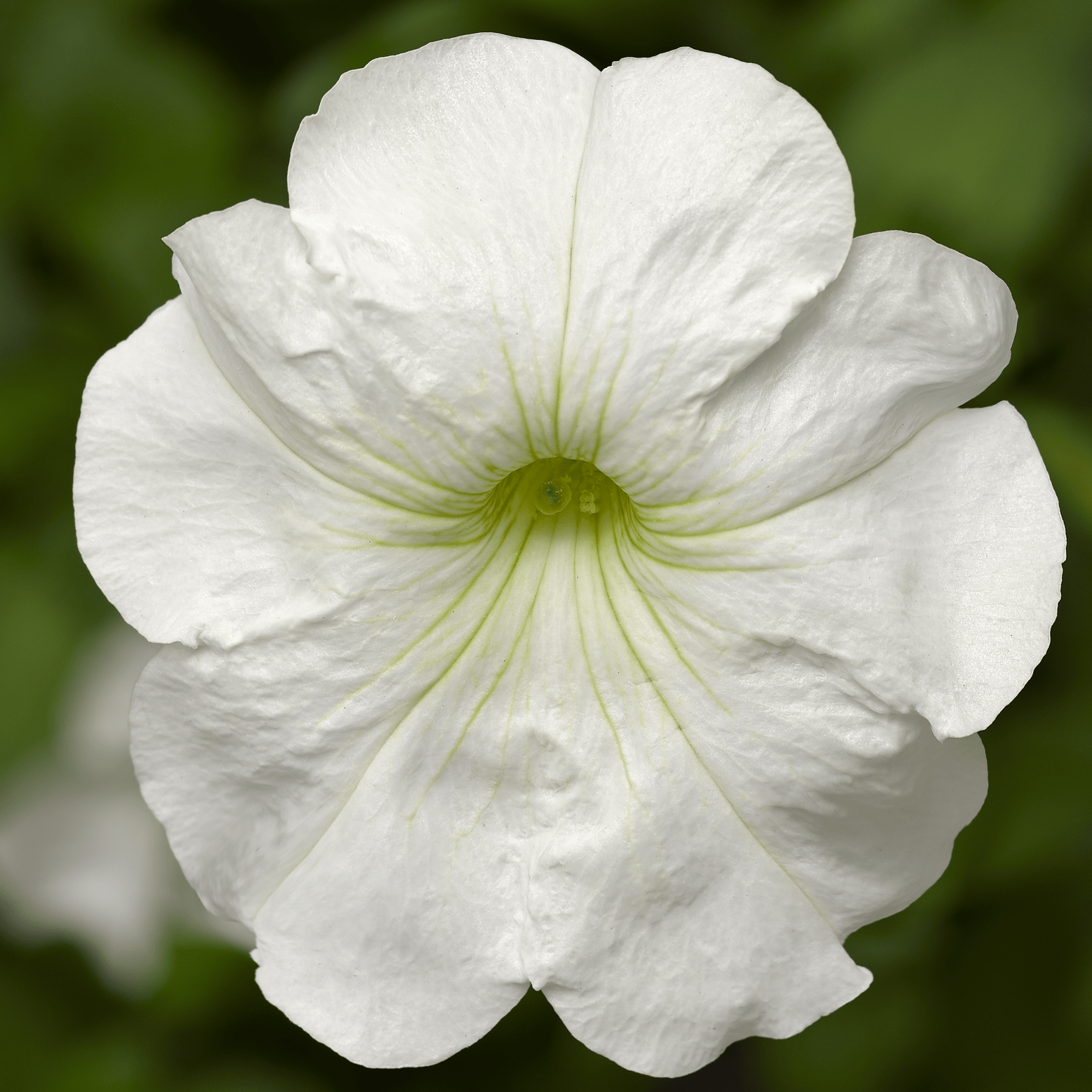 Damask™ White