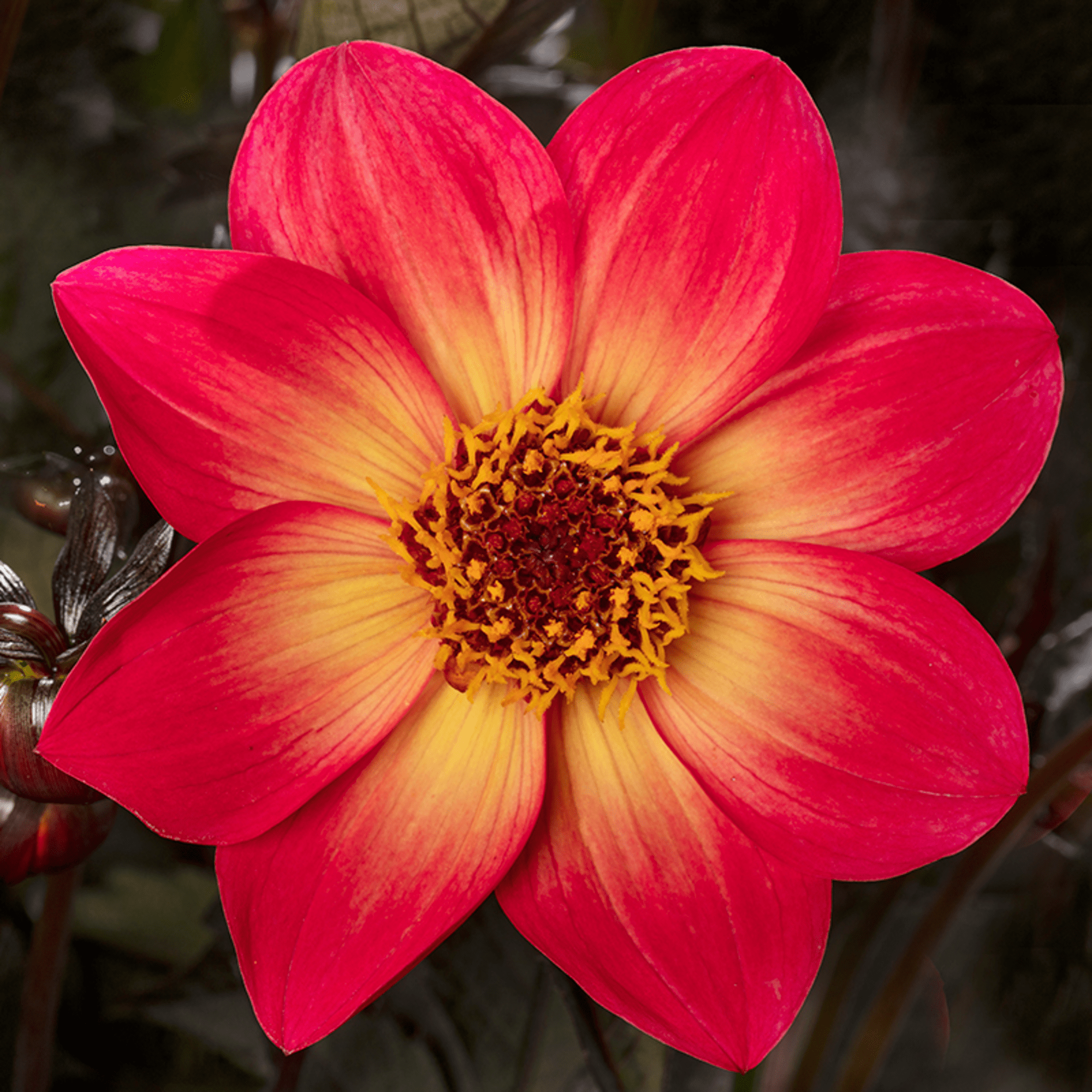 Dahlegria® Sunrise