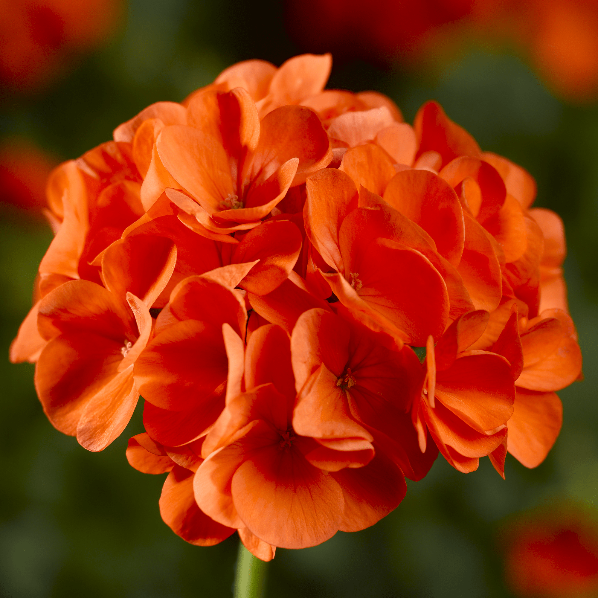 Maverick™ Orange