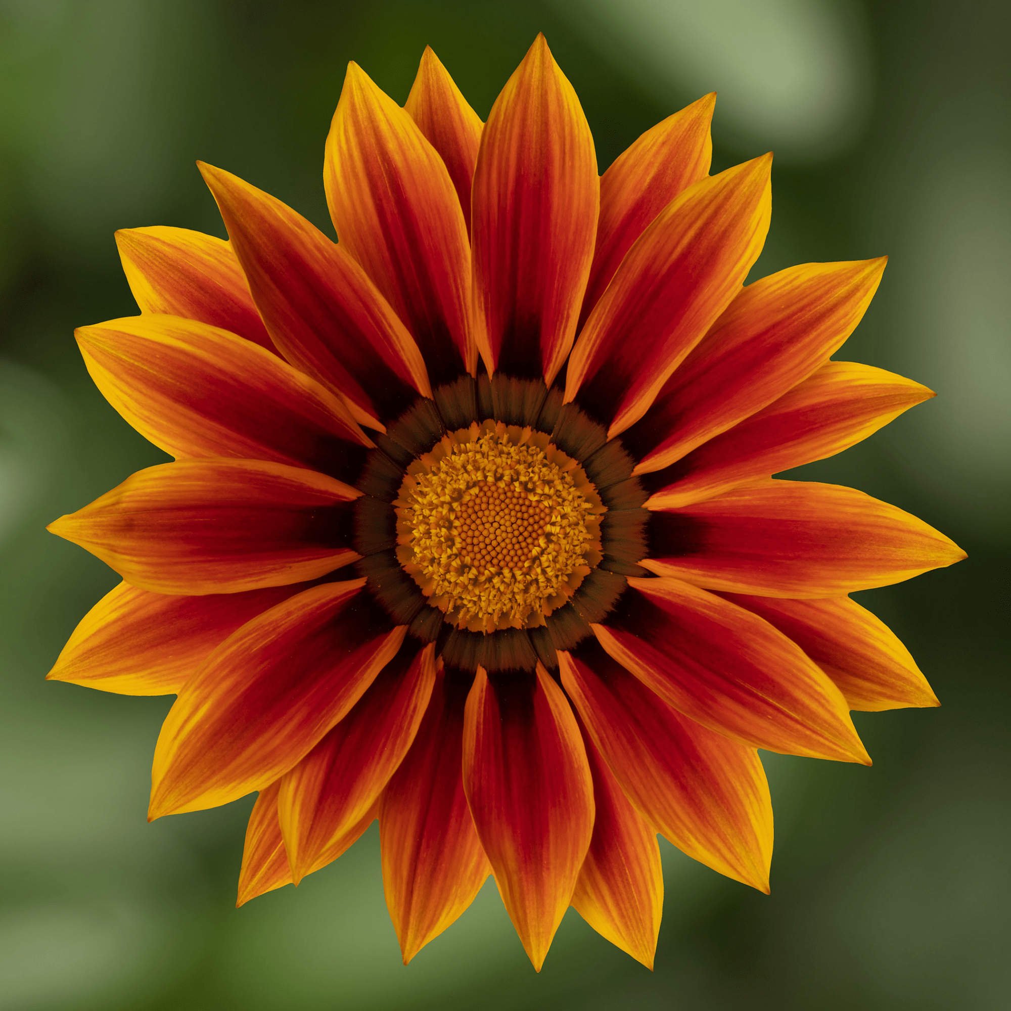 Kiss™ Golden Flame
