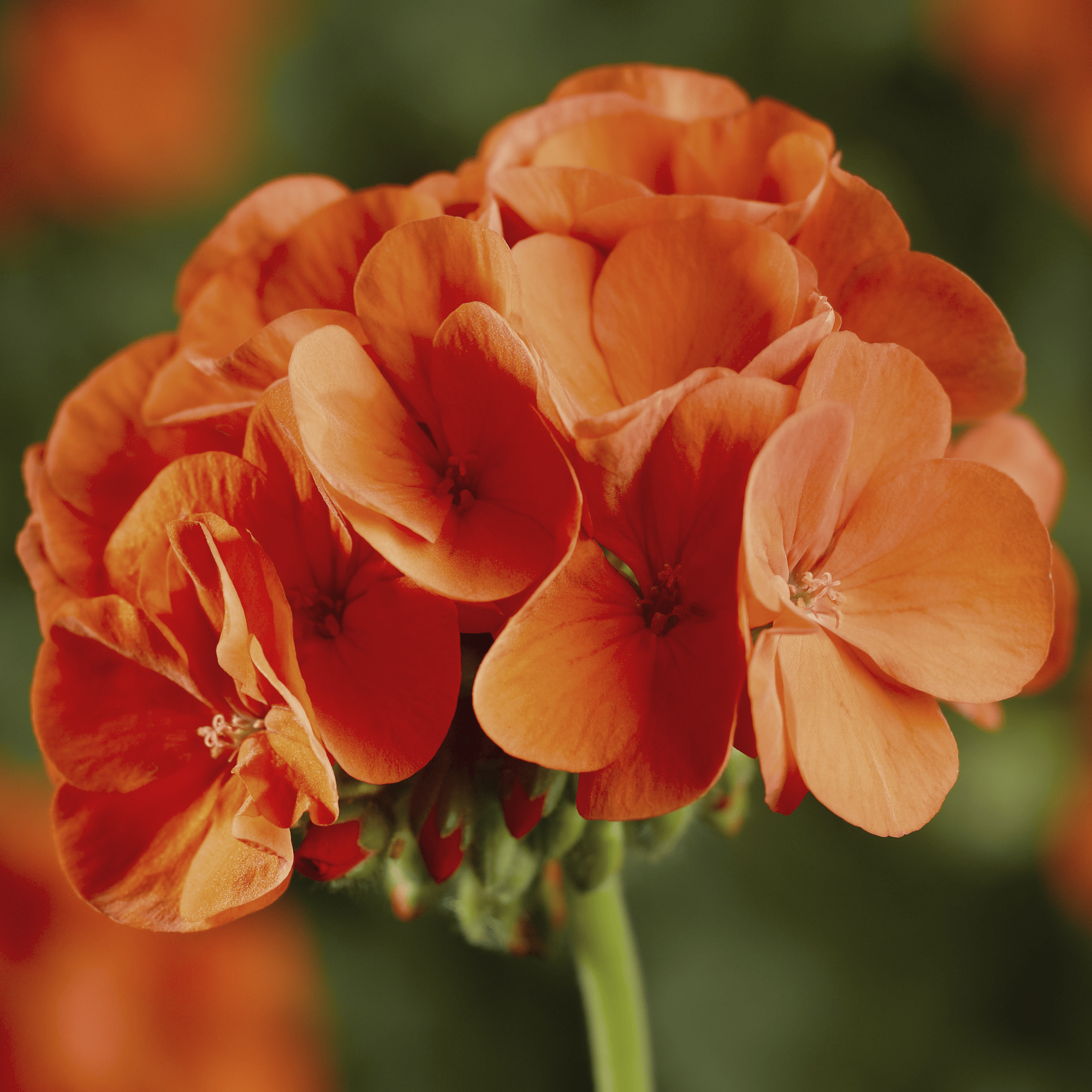 Pinto™ Premium Orange