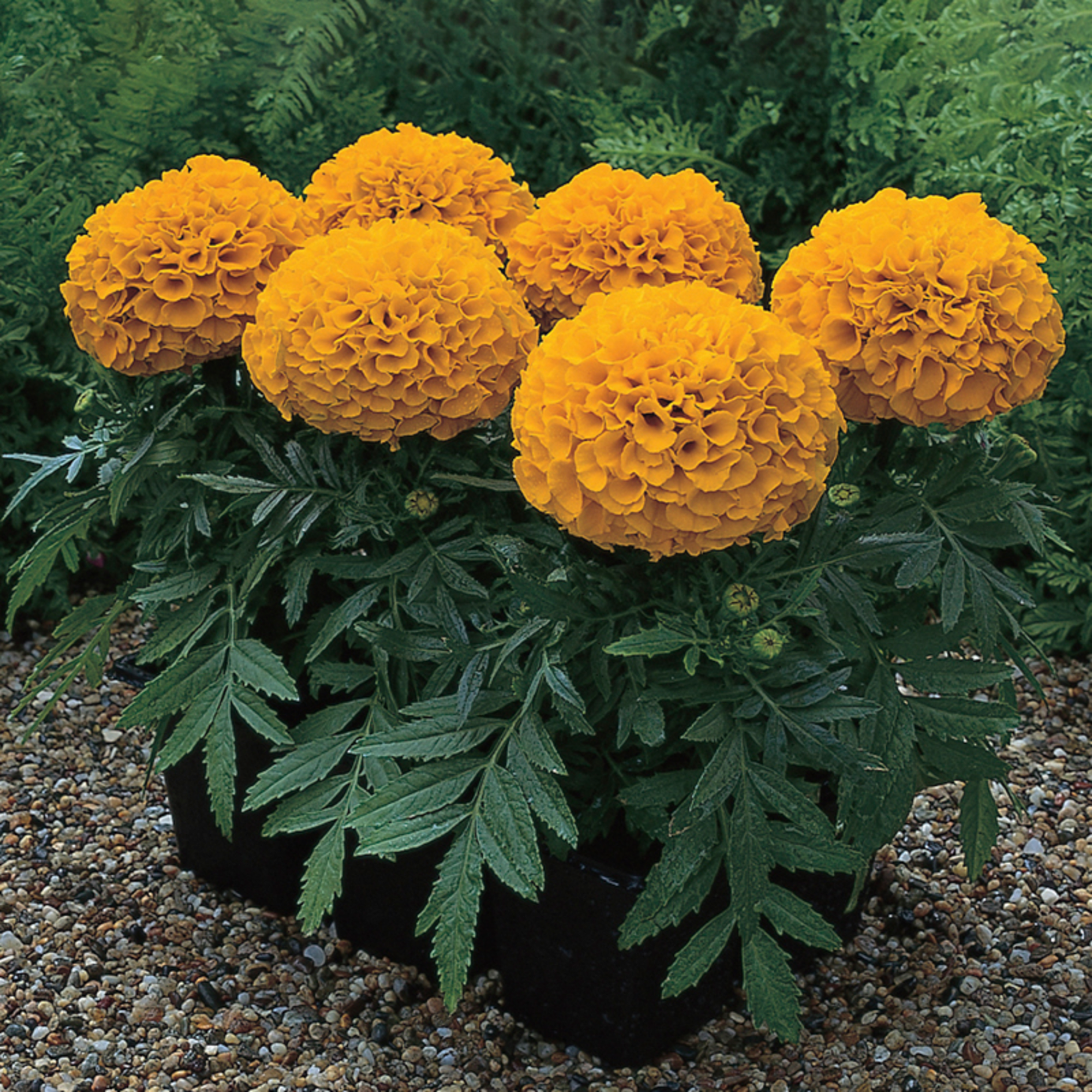 Antigua™ Orange