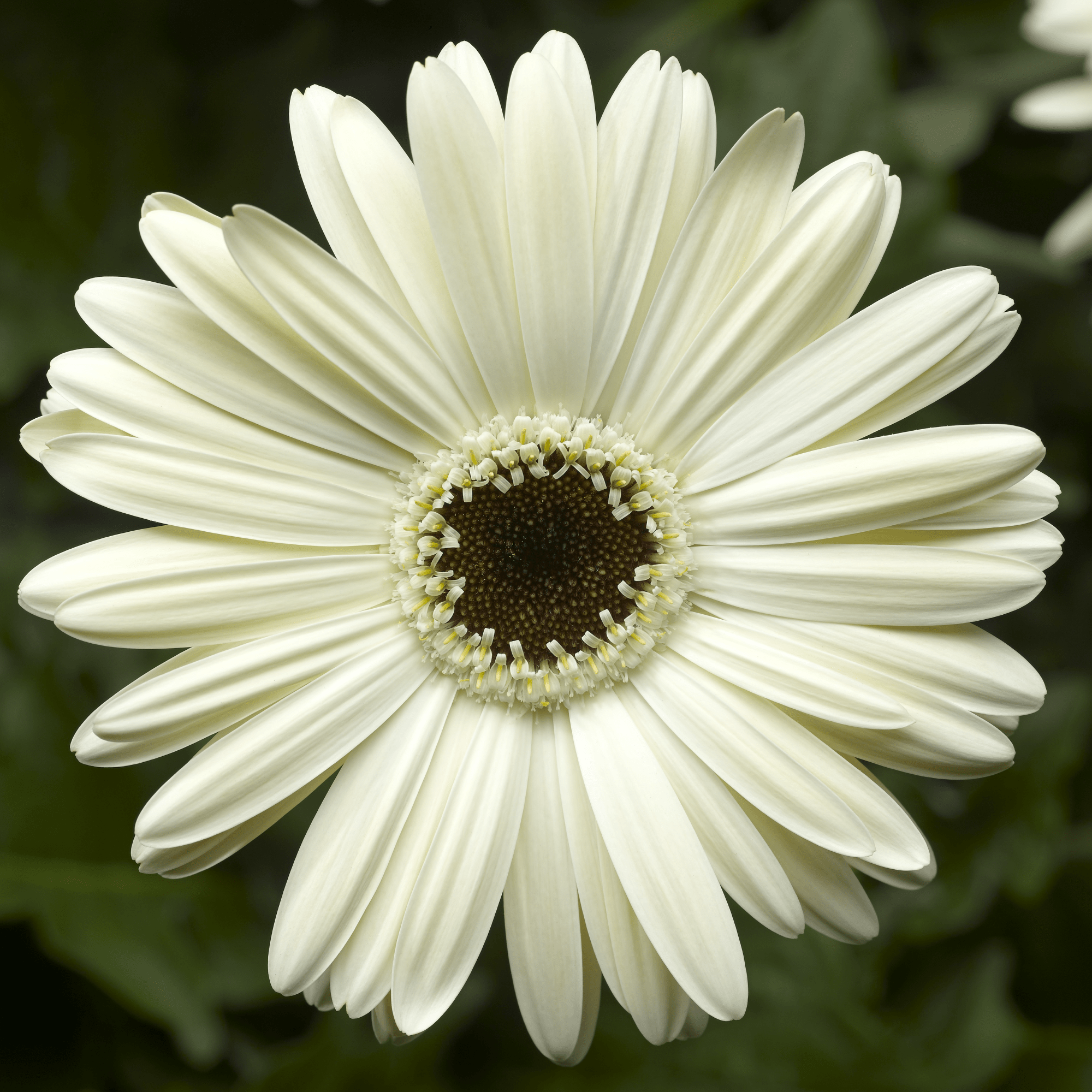 Bengal™ White with Eye