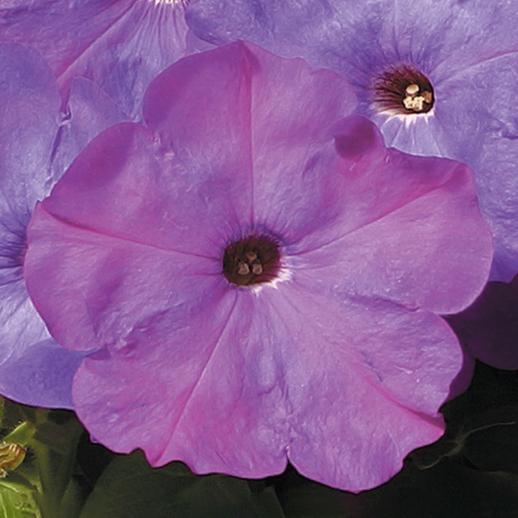 Hurrah™ Lavender Tie Dye | Syngenta Flowers
