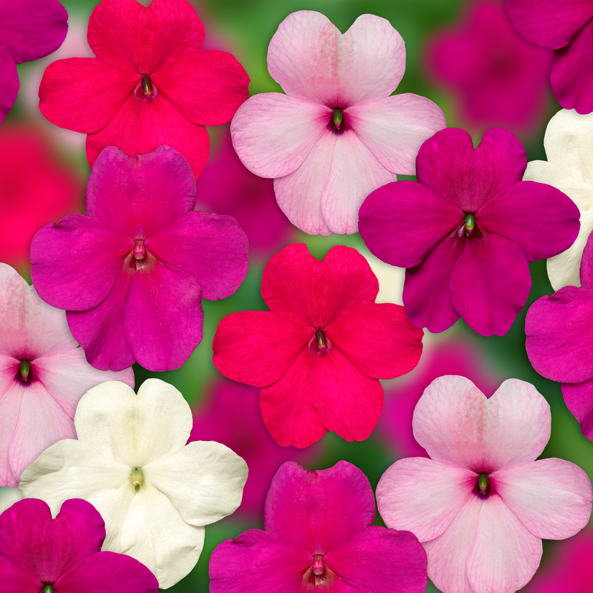 Imara® XDR Rosy Mix