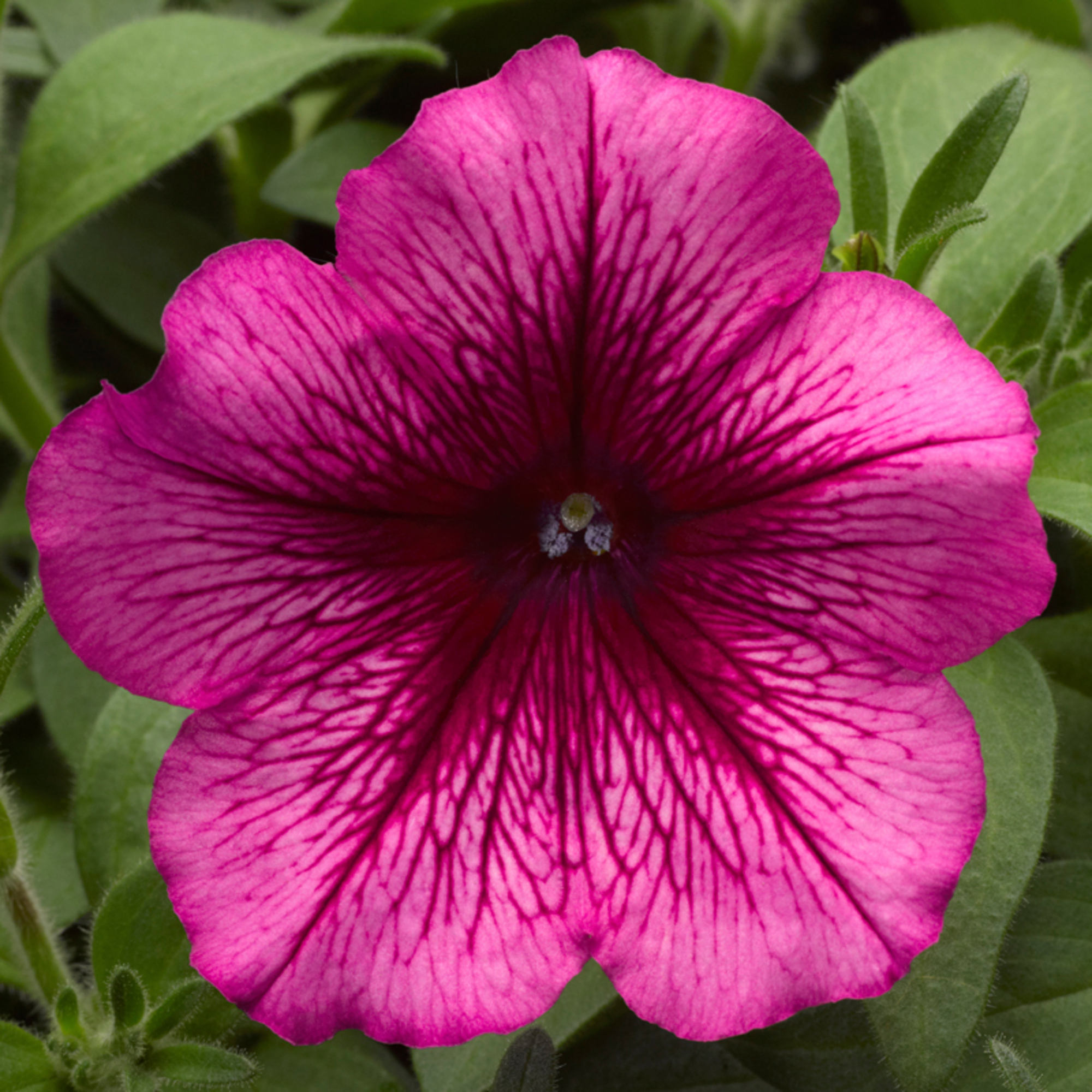 Hurrah™ Plum