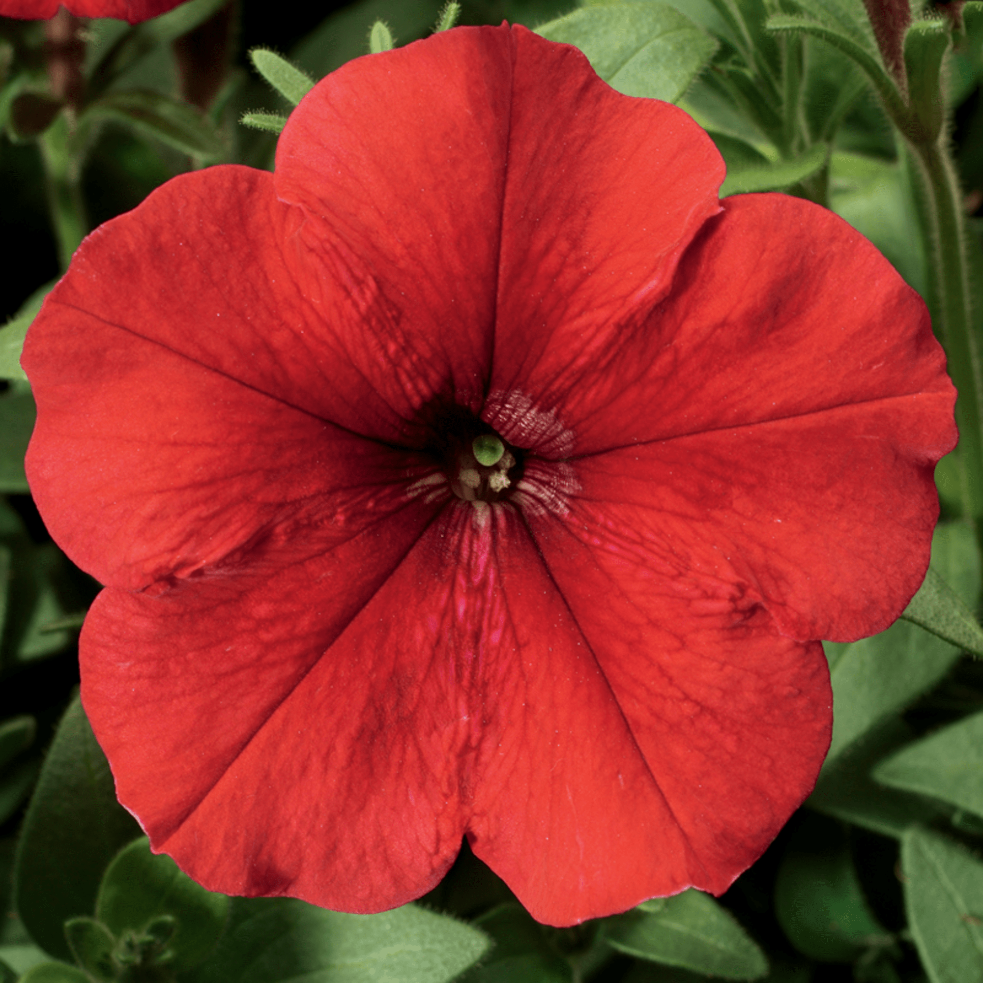 Hurrah™ Red | Syngenta Flowers