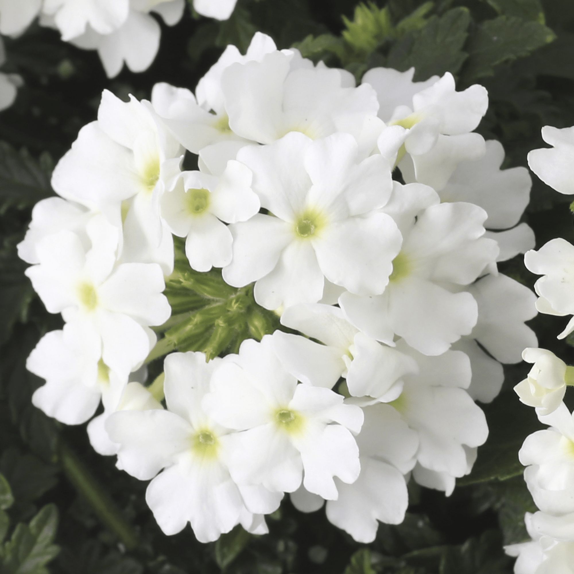 Lanai® Compact Red Star | Syngenta Flowers
