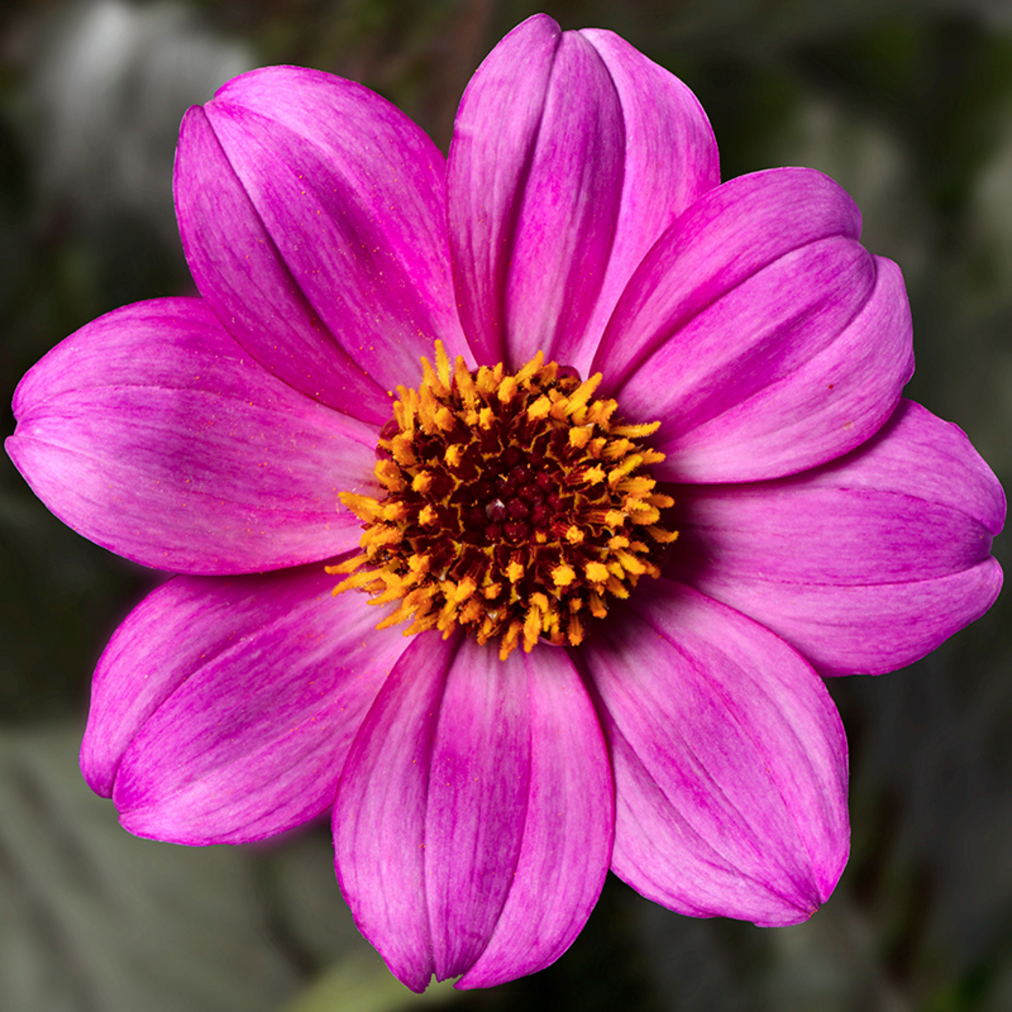 Happy Days™ Purple