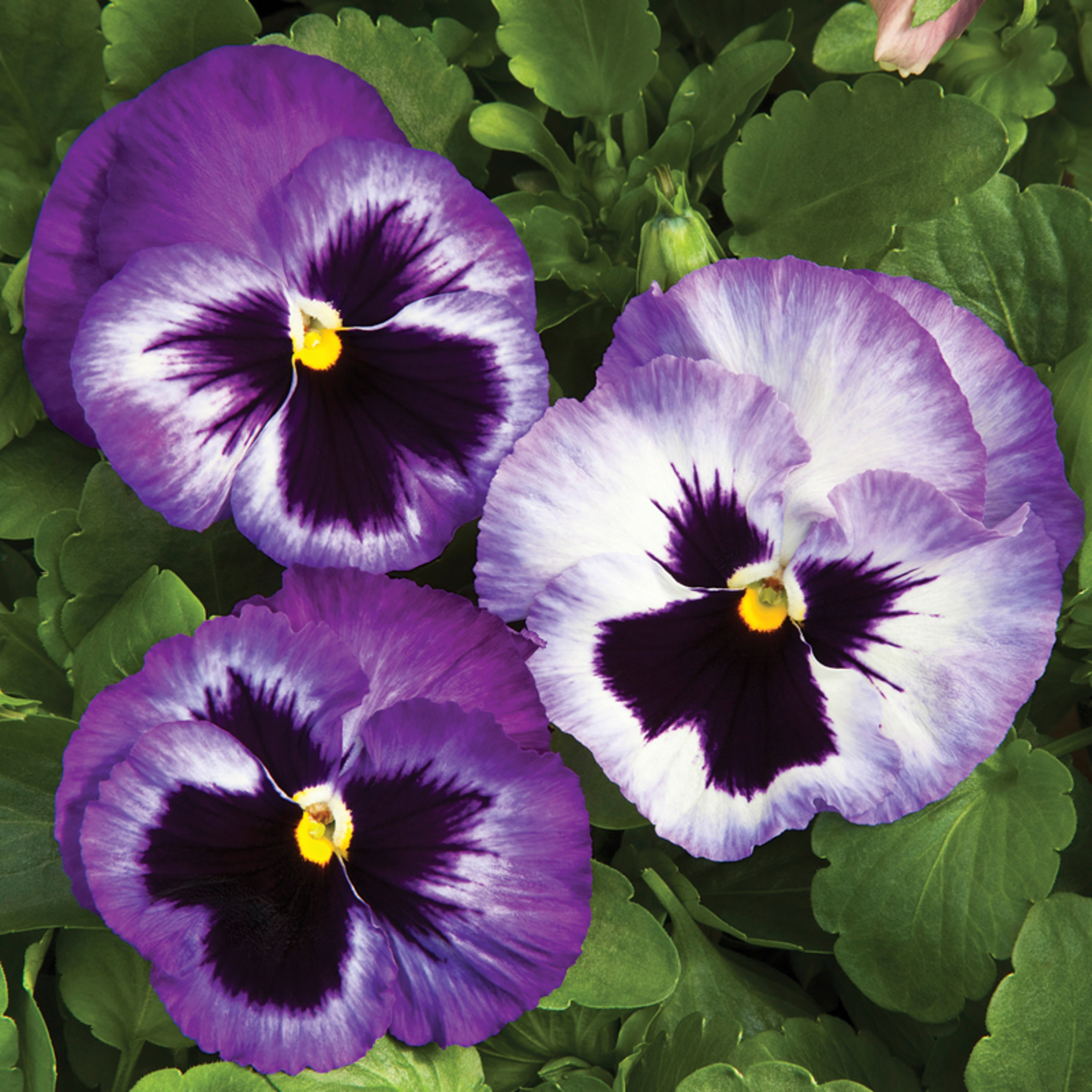 Colossus™ Lavender Medley