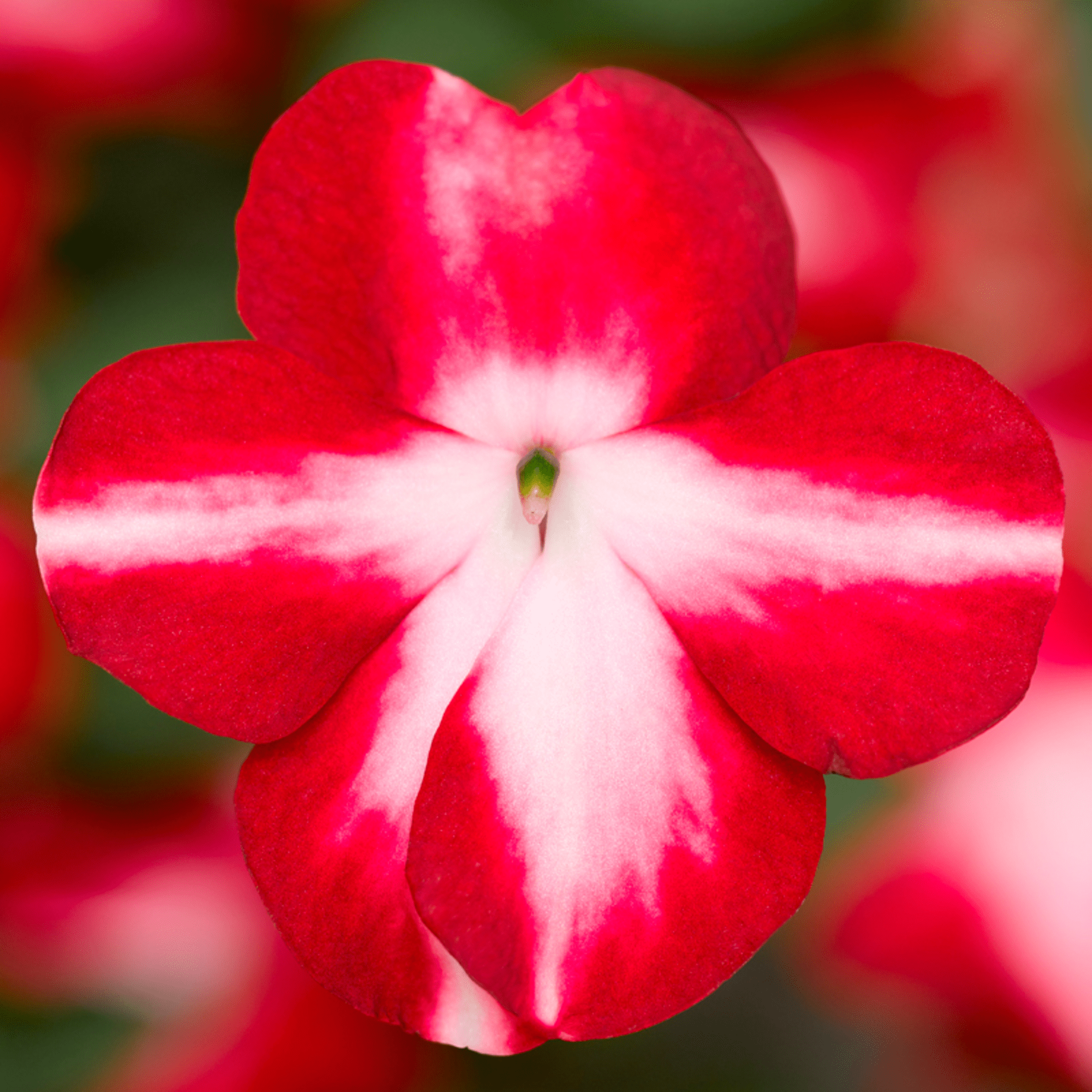 Imara® XDR Red Star