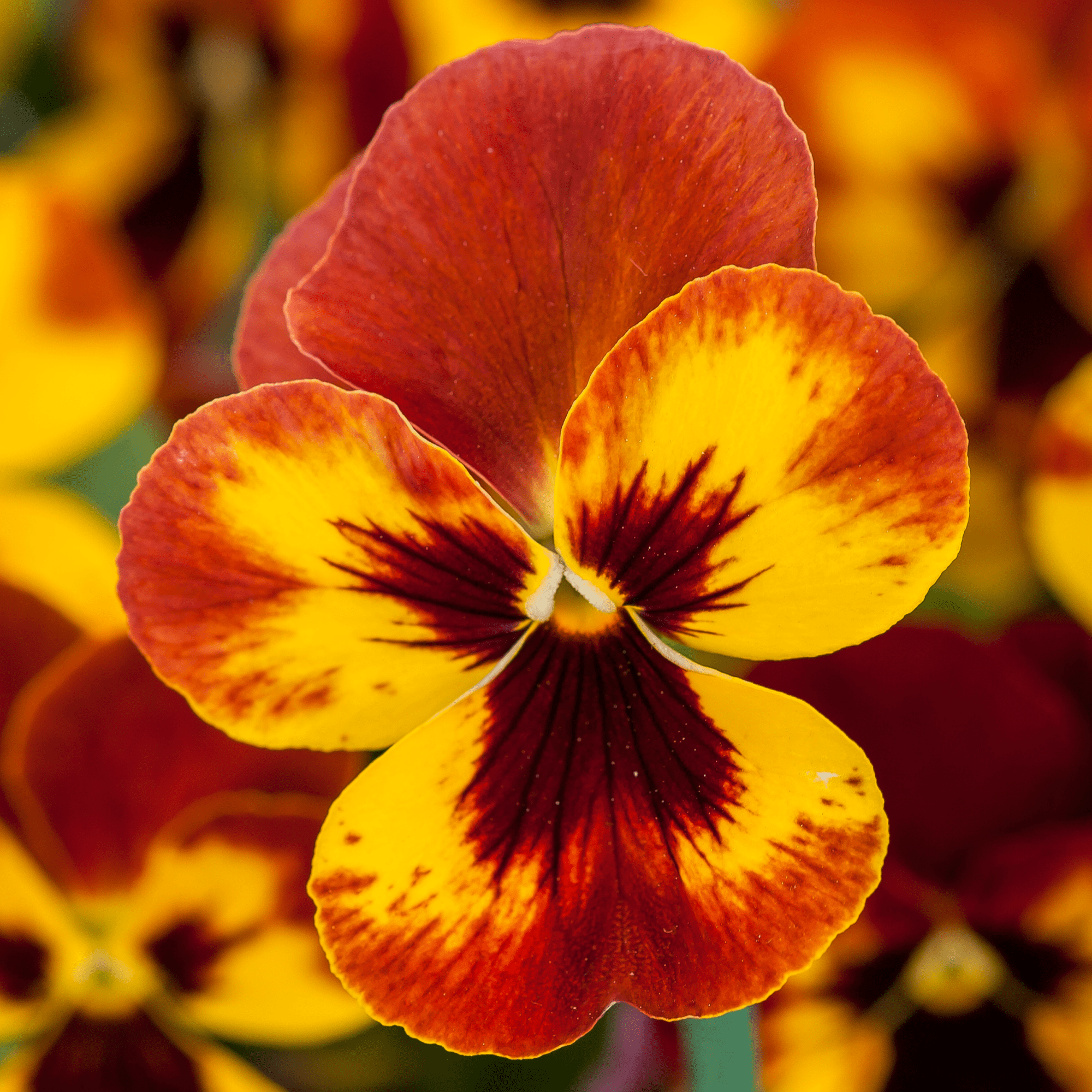 邦楽 FLOWER Freefall™ XL Fire | Syngenta Flowers