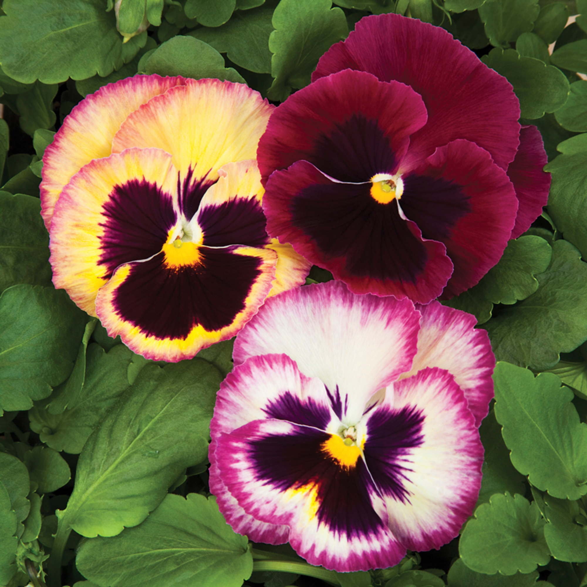Colossus™ Rose Medley