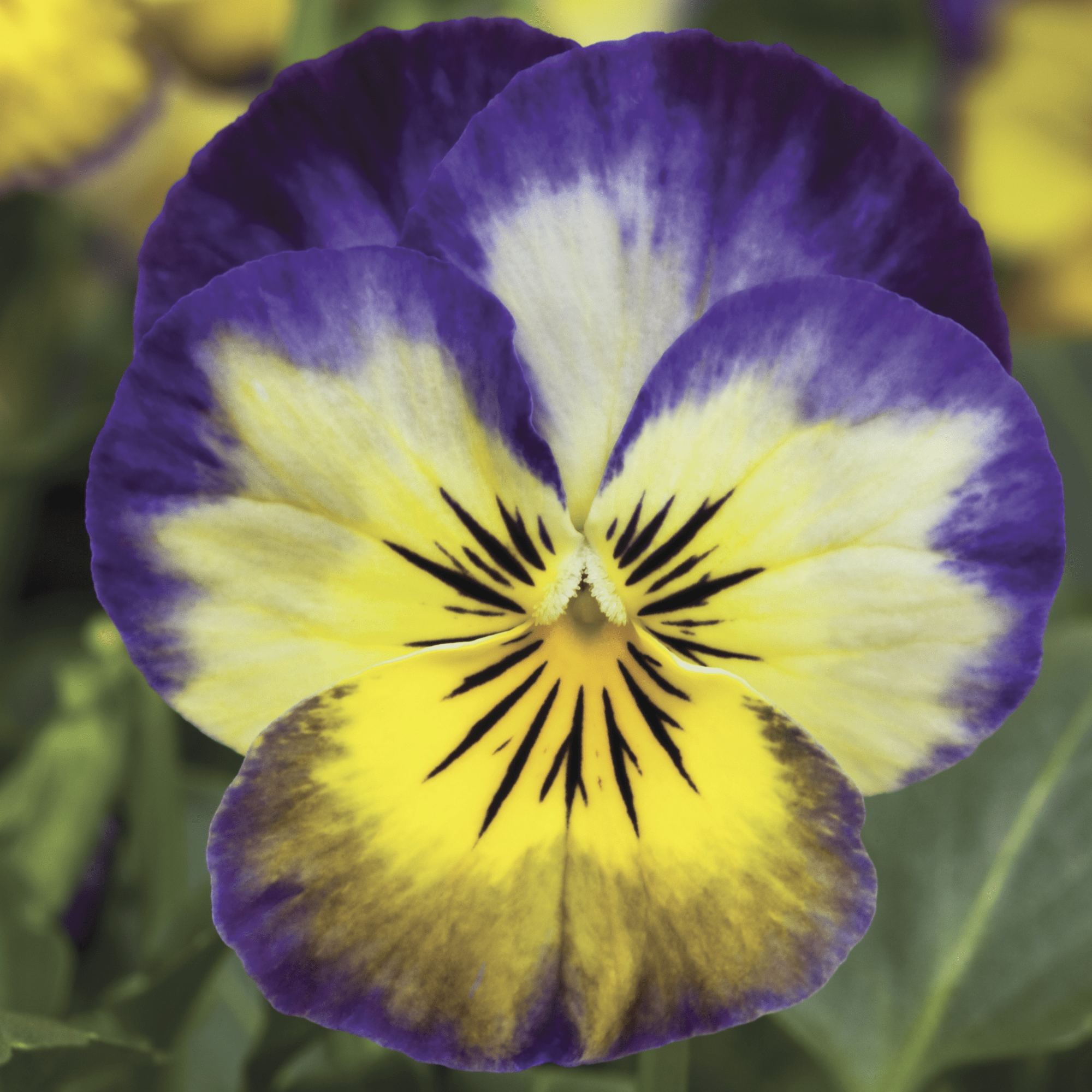 Penny™ Primrose Picotee