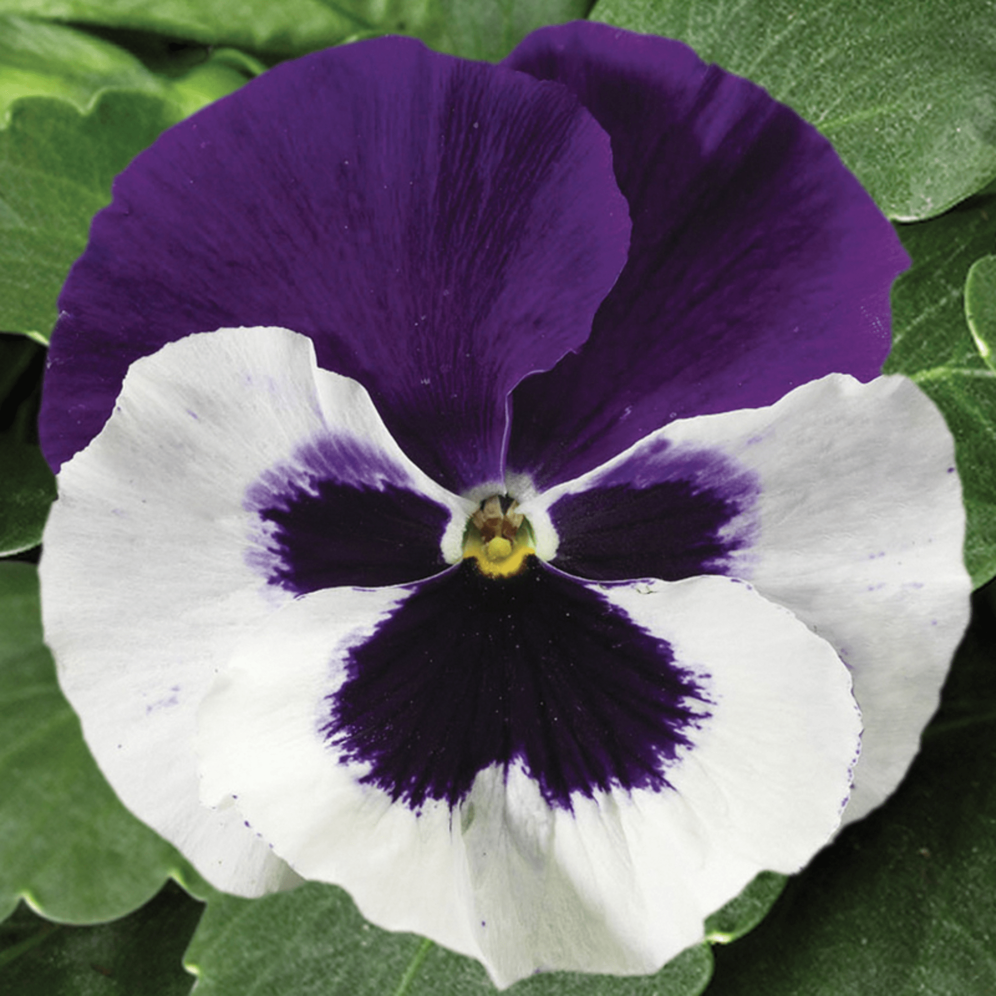 Colossus™ White with Purple Wing