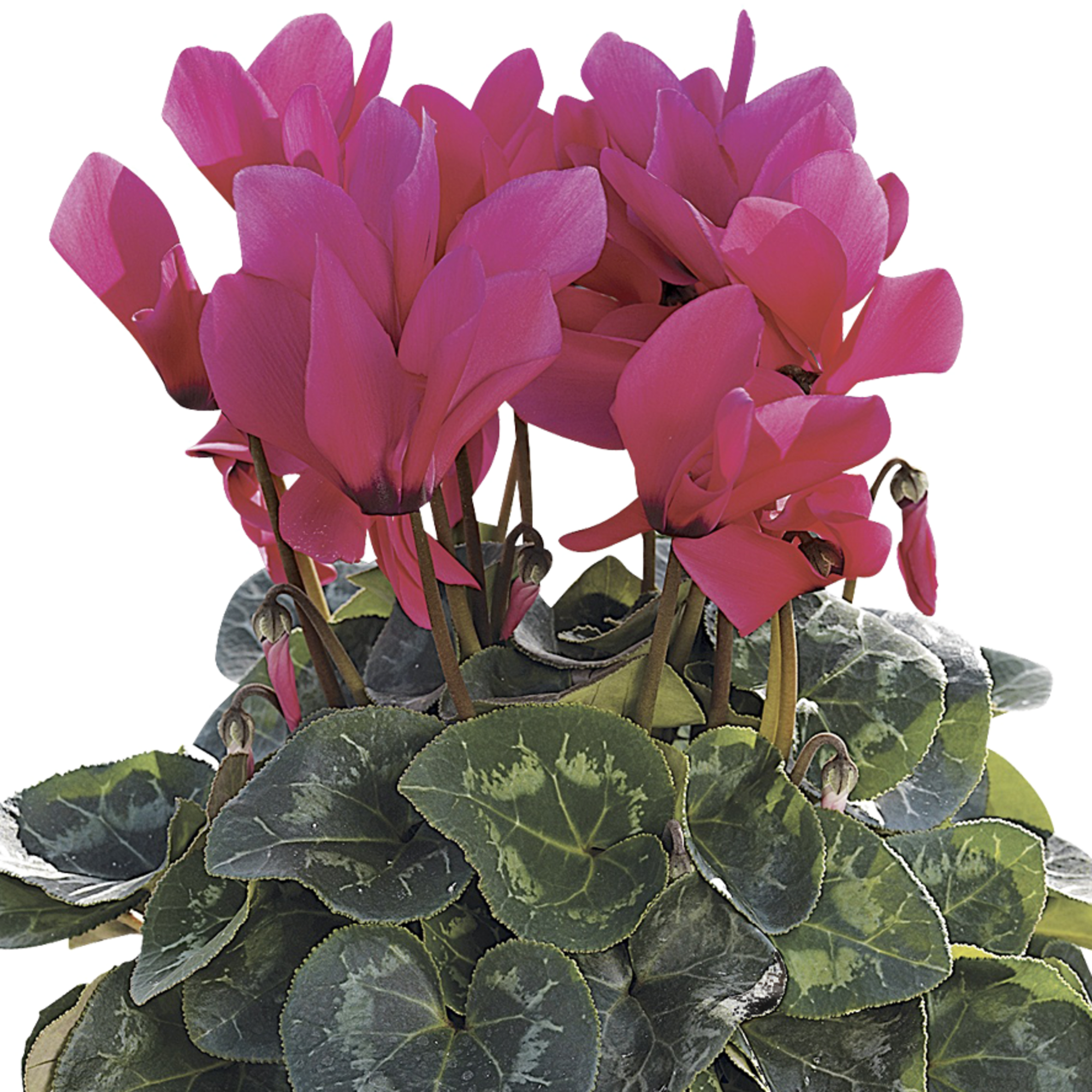Sierra™ Synchro Deep Rose