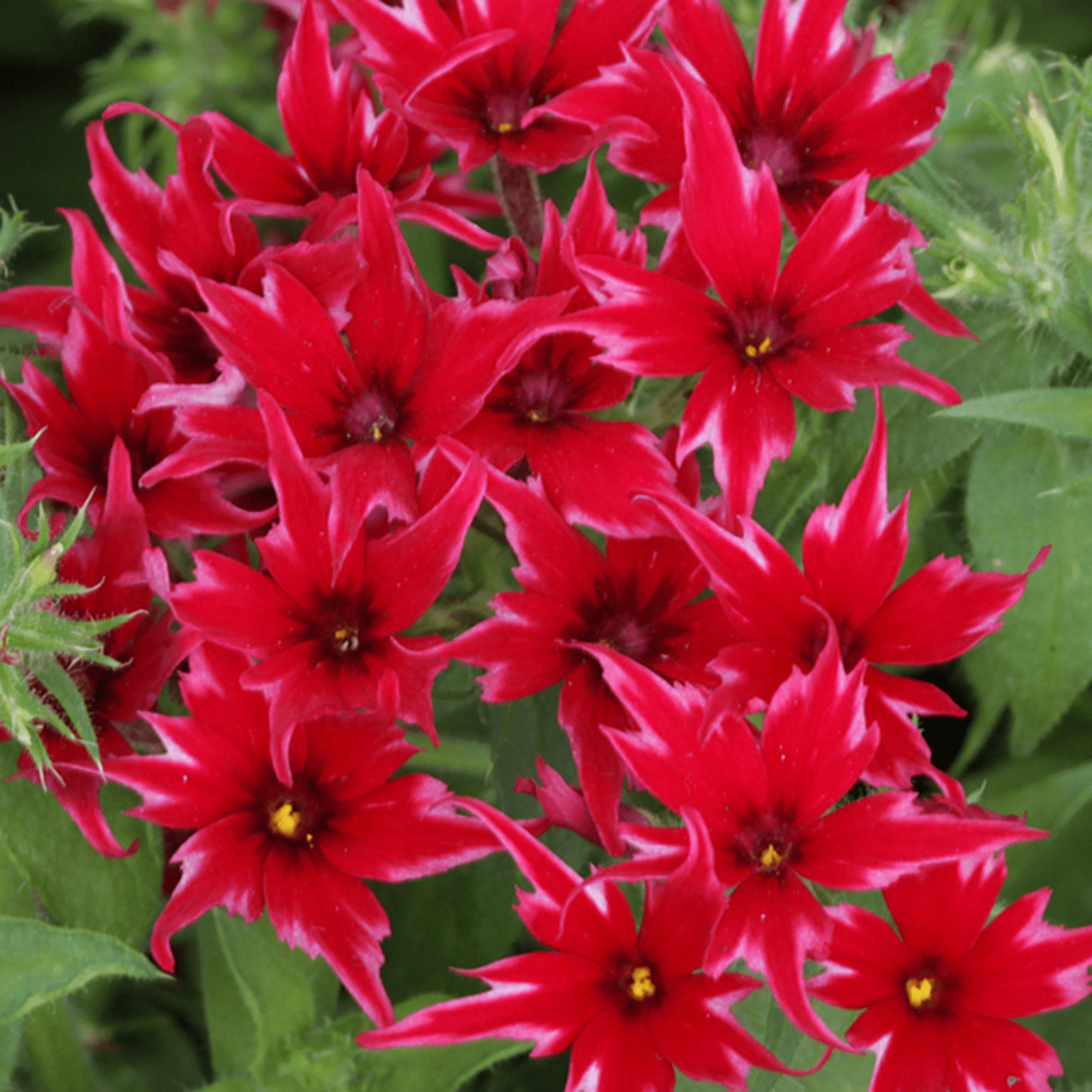 70098042-flower.png