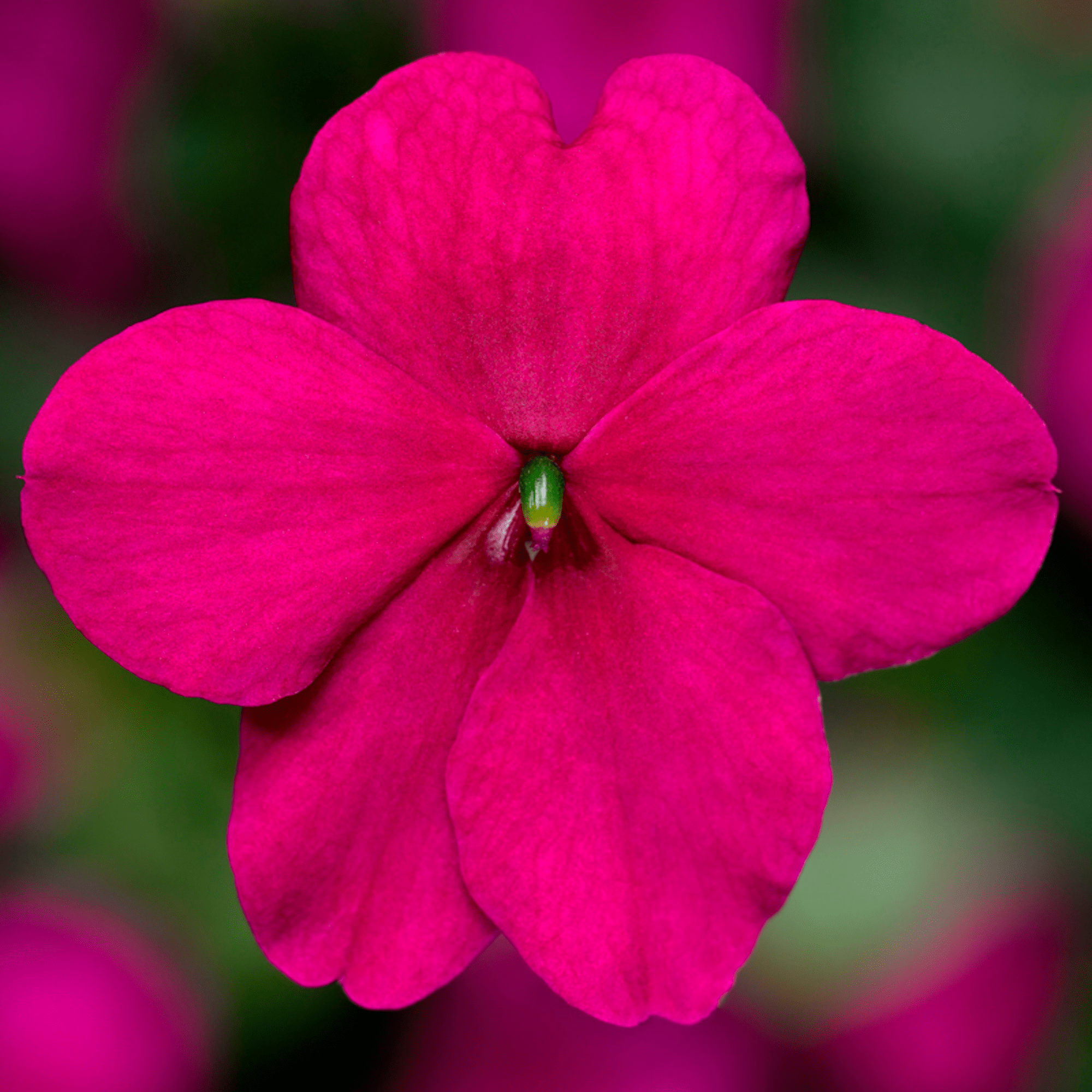 Imara® XDR Purple