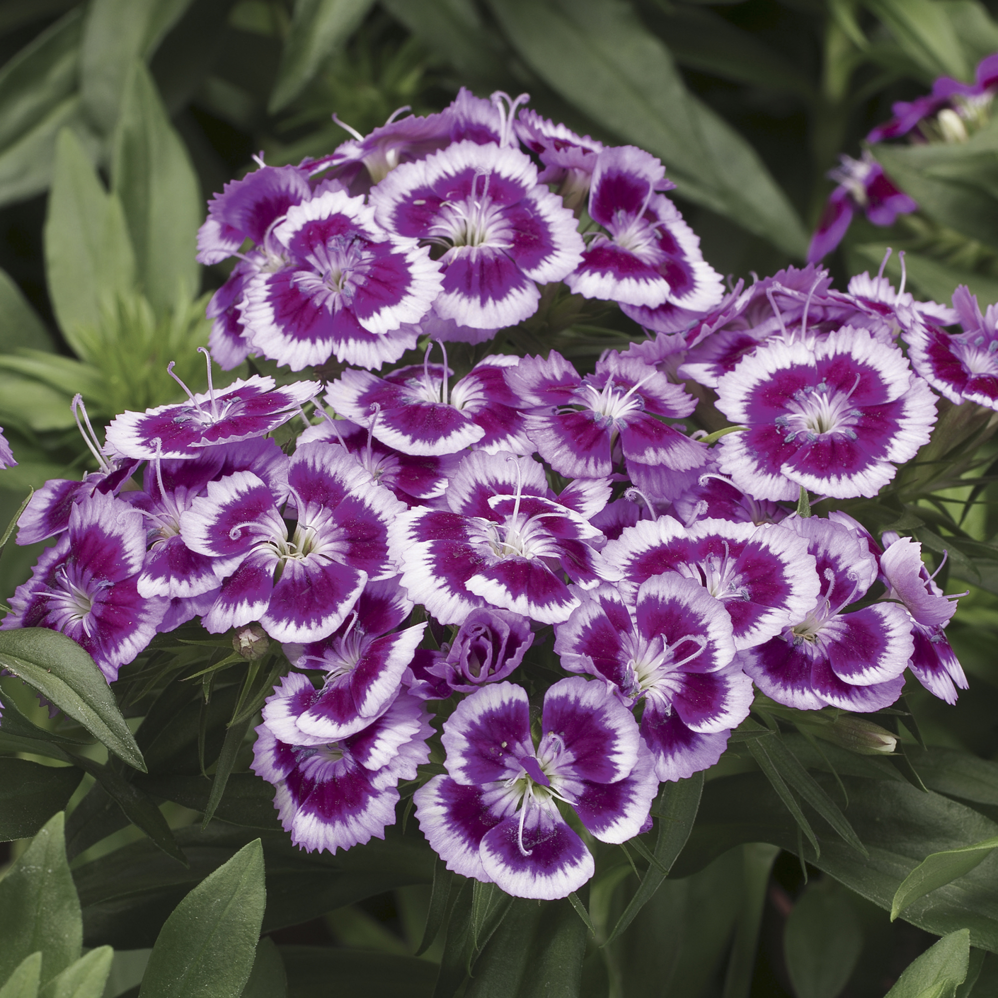 Barbarini® Purple Picotee