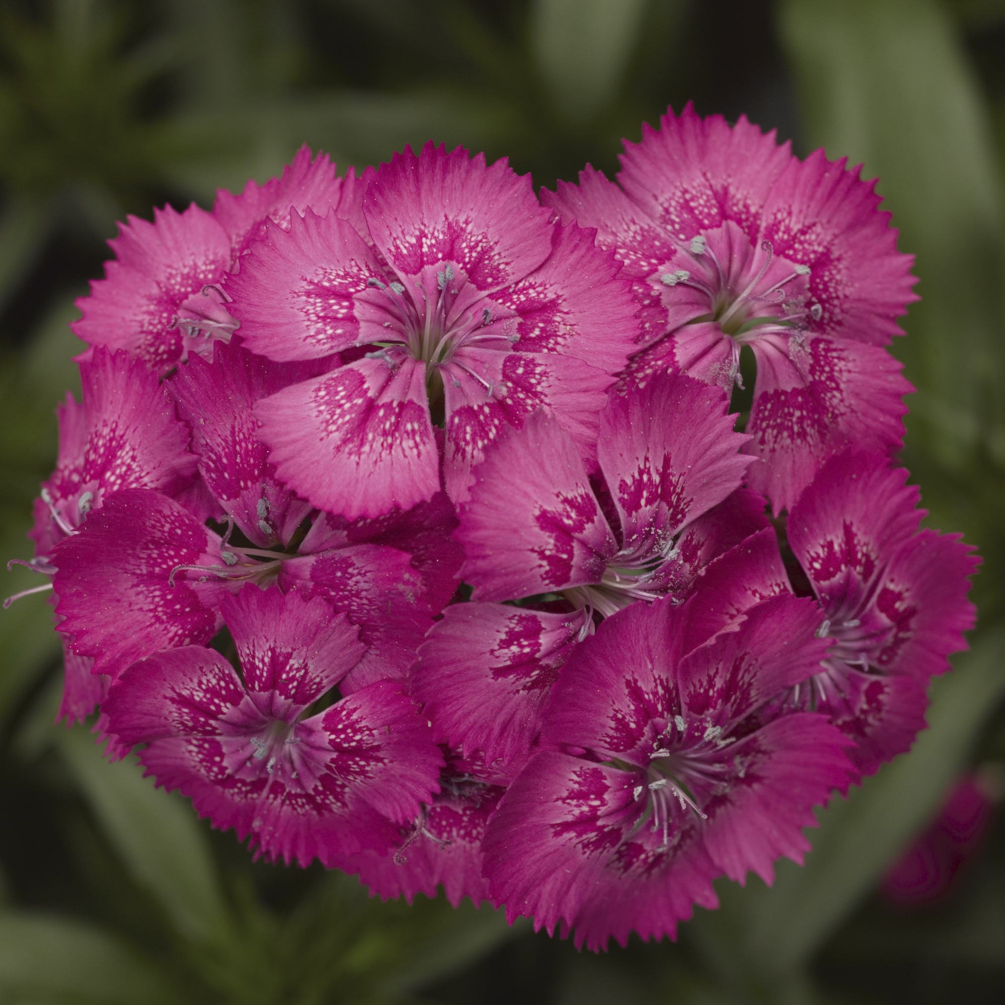 Diabunda® Rose