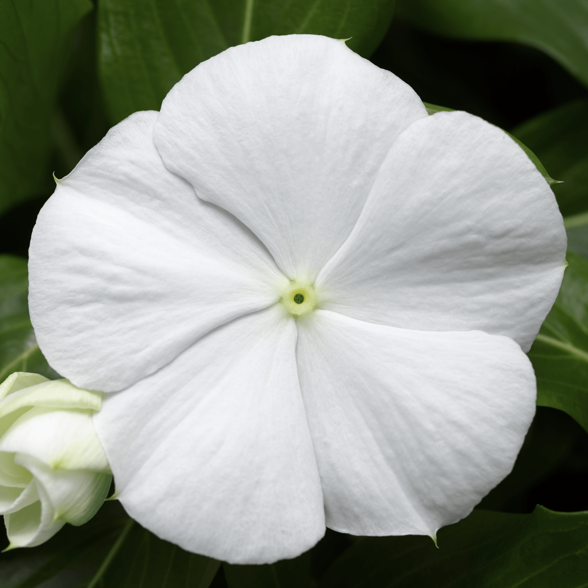 Cora® Cascade XDR White