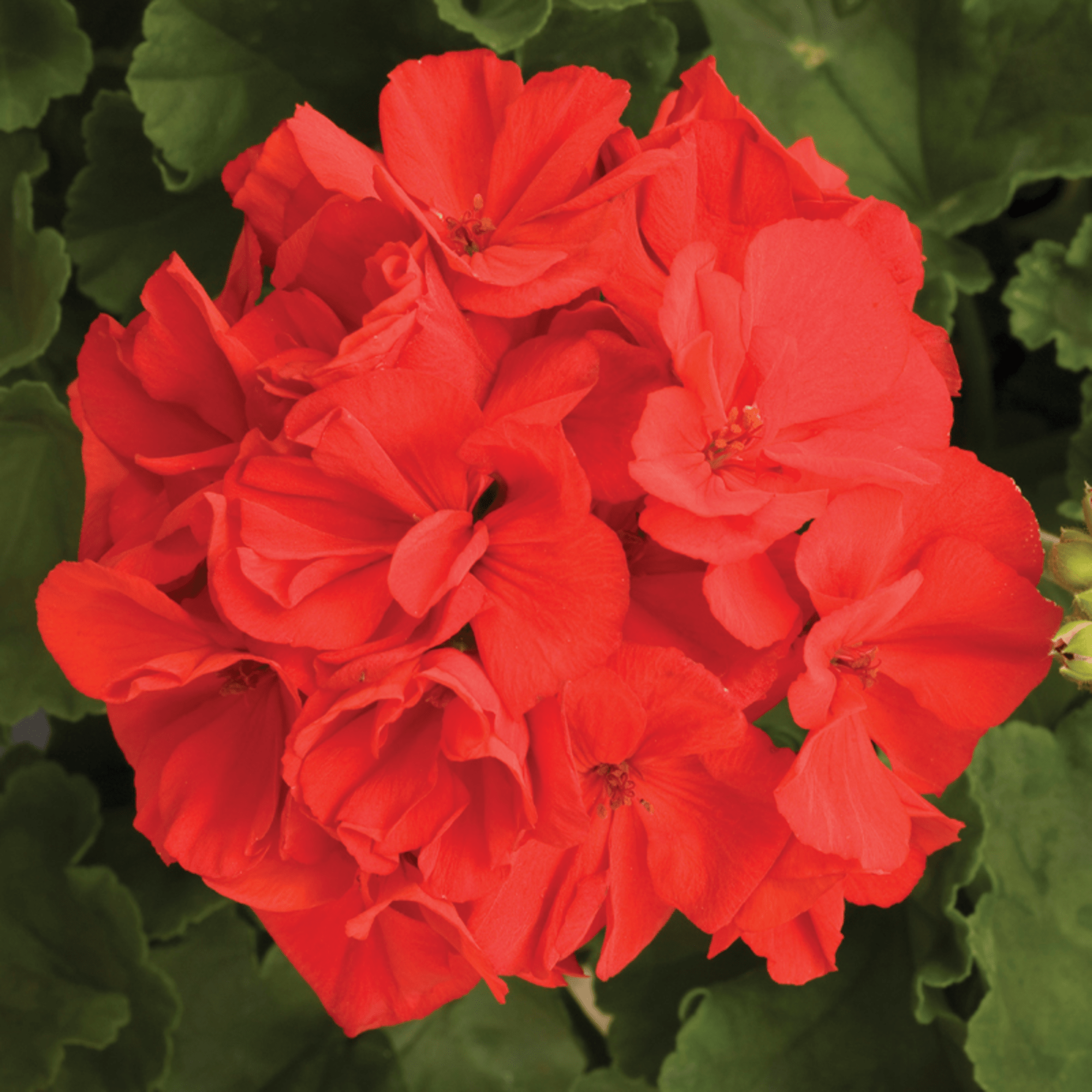 Rocky Mountain™ Red