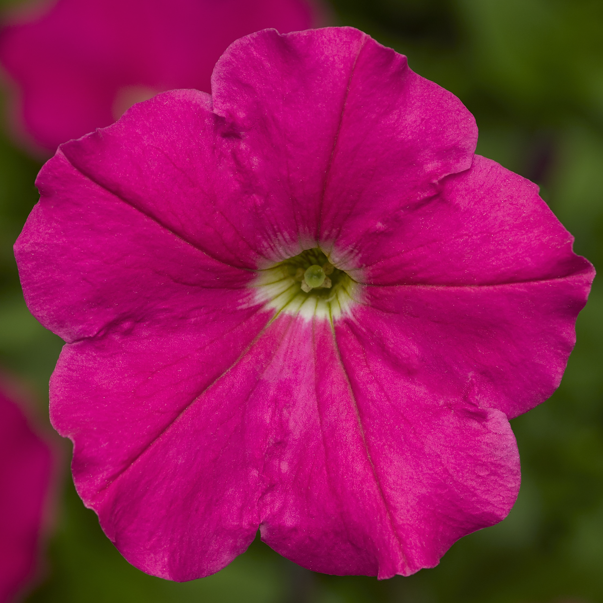 Damask™ Rose