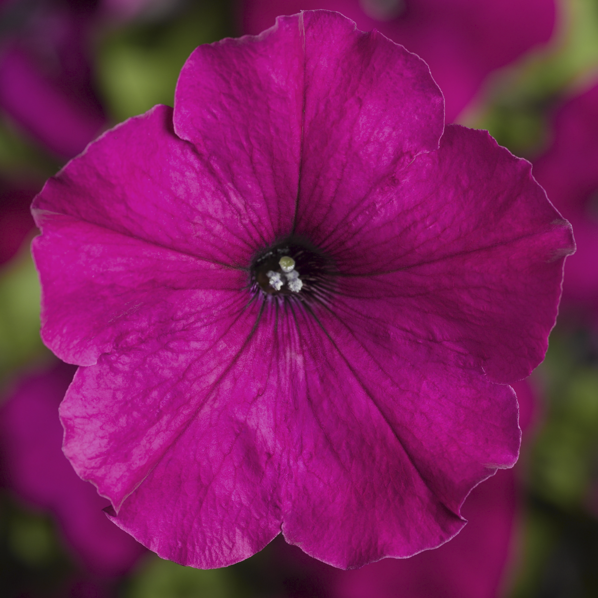 Damask™ Purple